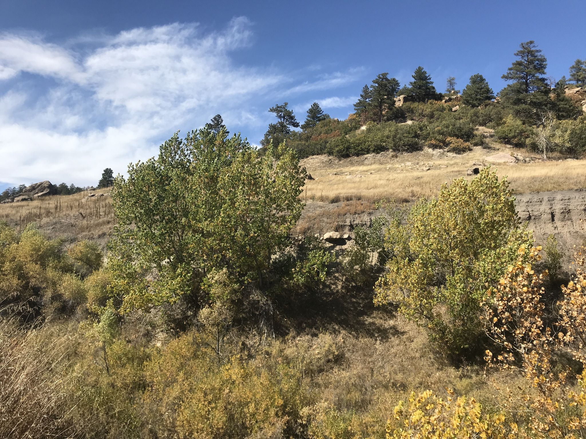 Sunny hillside with green and golden trees, dry grass, and a blue sky. - Rimrock and Creek Bottom Trail Loop