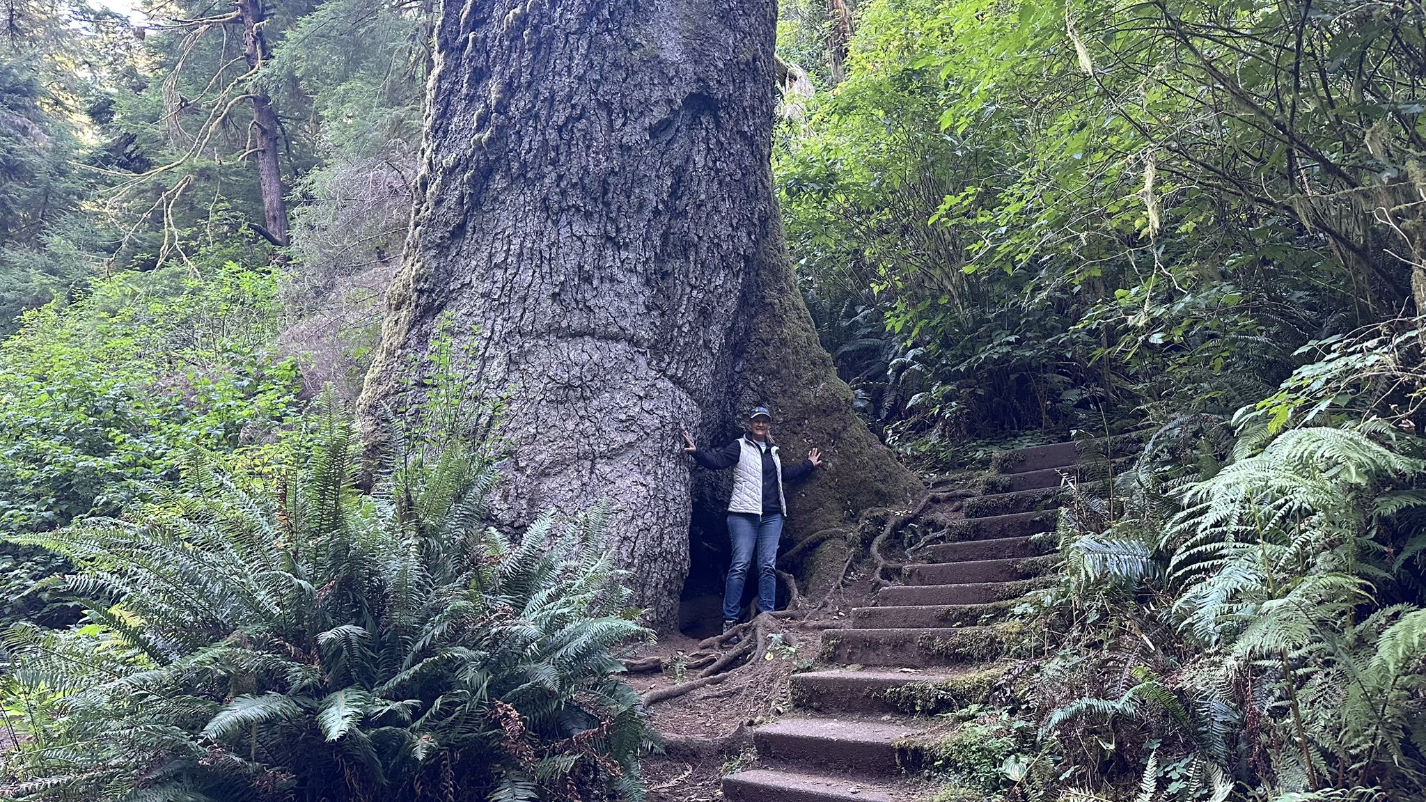 Person standing next to a massive tree trunk in a lush, shaded forest. - Giant Spruce Trail