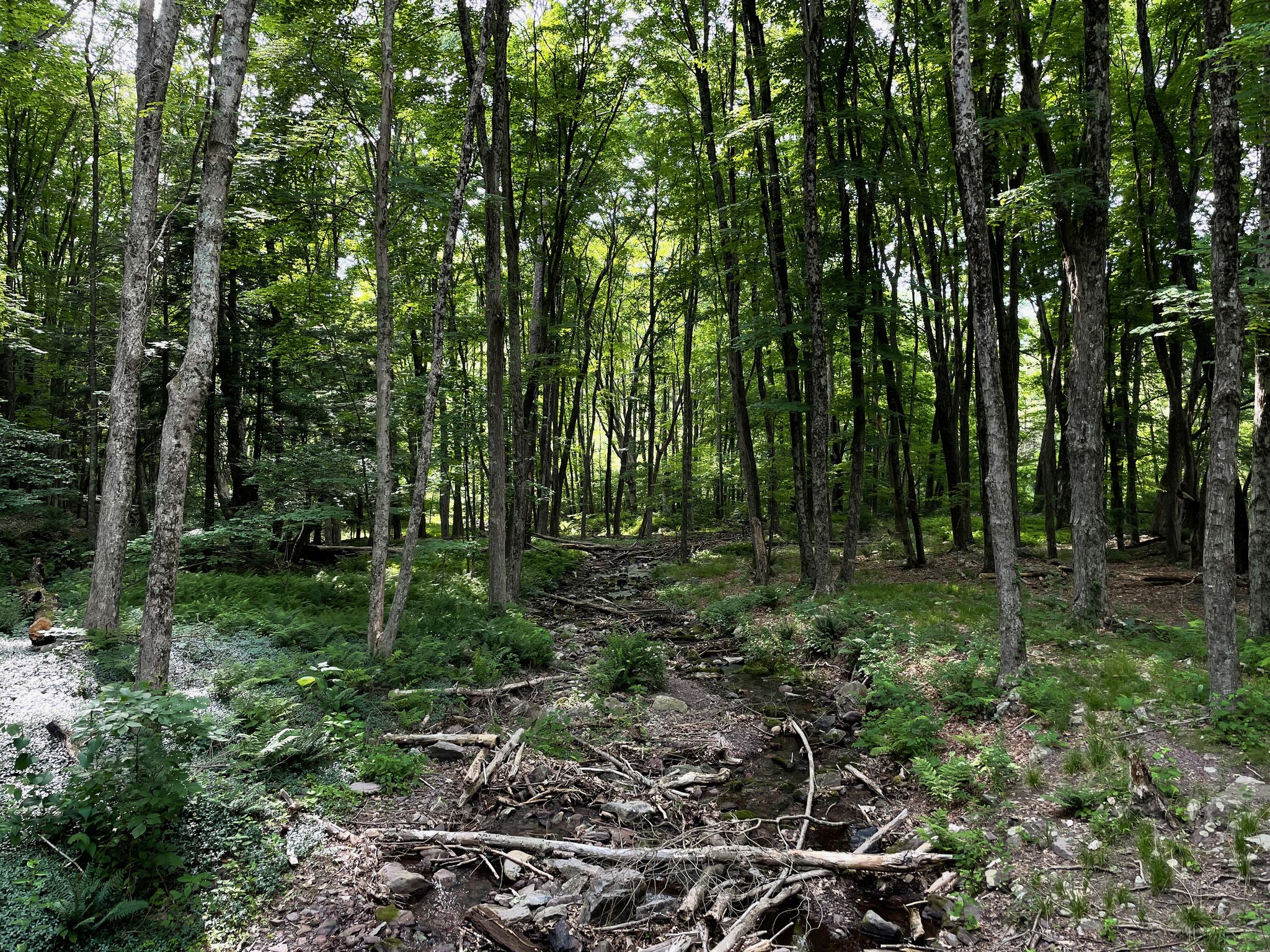 Dense forest with tall trees and a dry stream bed. - Brook Road – Buttermilk Falls loop from Peters Valley School of Craft: VBalleybrook Dormitory