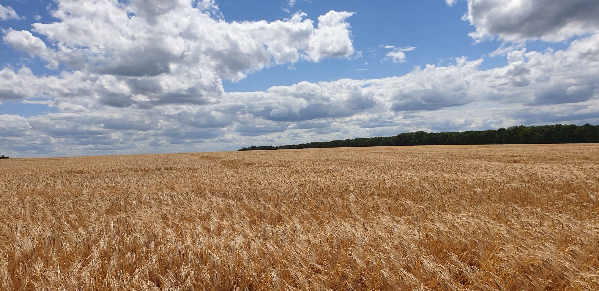 champs de blé 