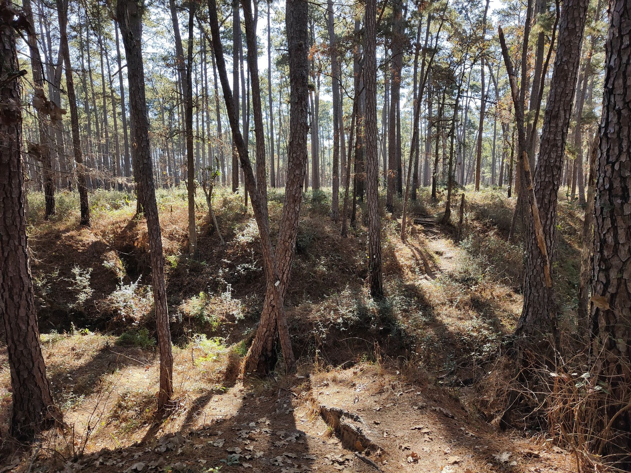 A sunny forest path with tall trees and eroded banks on either side. - Hiking loop from Lone Star Hiking Trail Trailhead #1