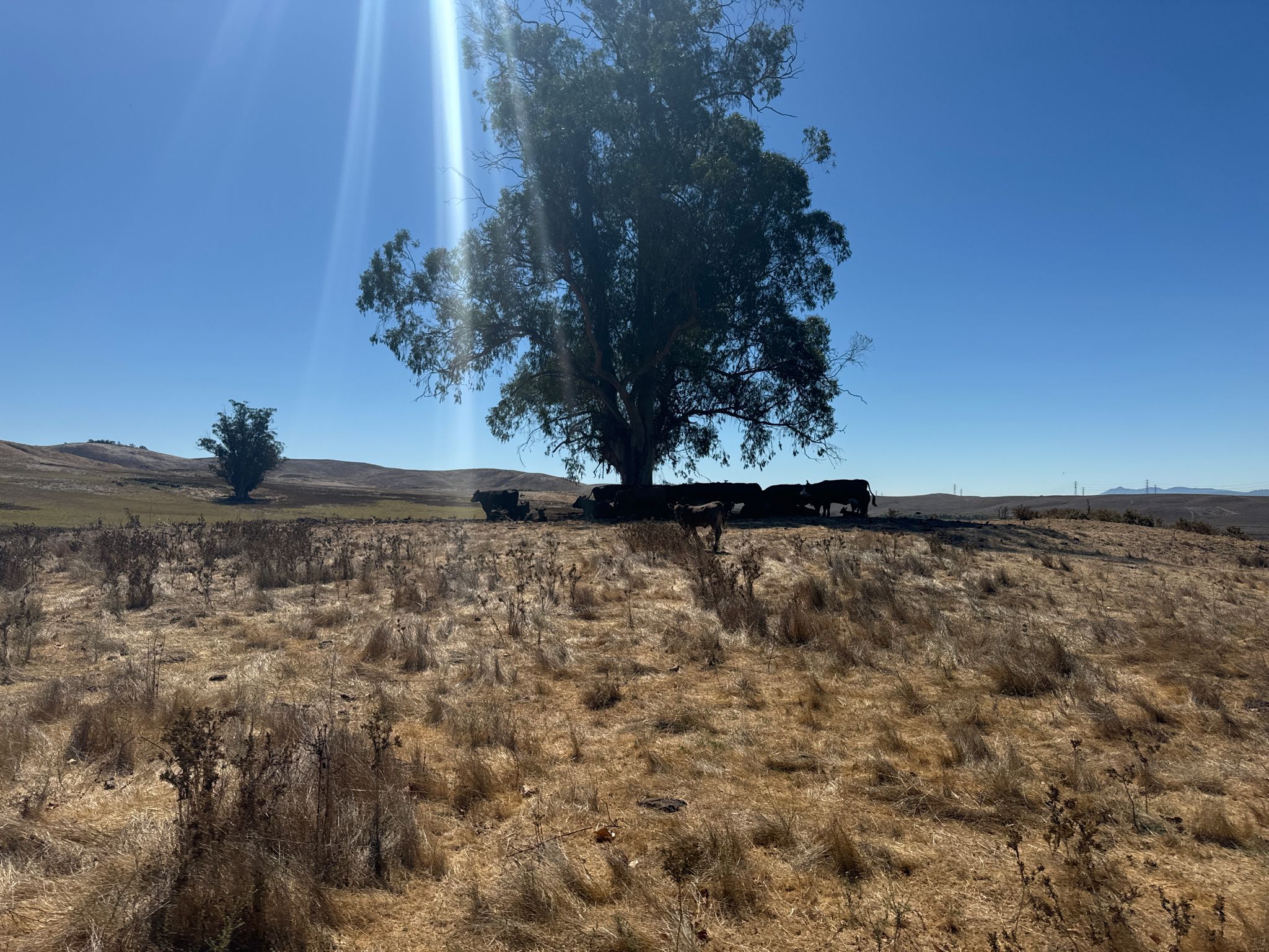 A large tree shades cattle in a dry, sunny field under a bright blue sky. - Three Bridges Vista Point via Causeway and East Ridge Trail
