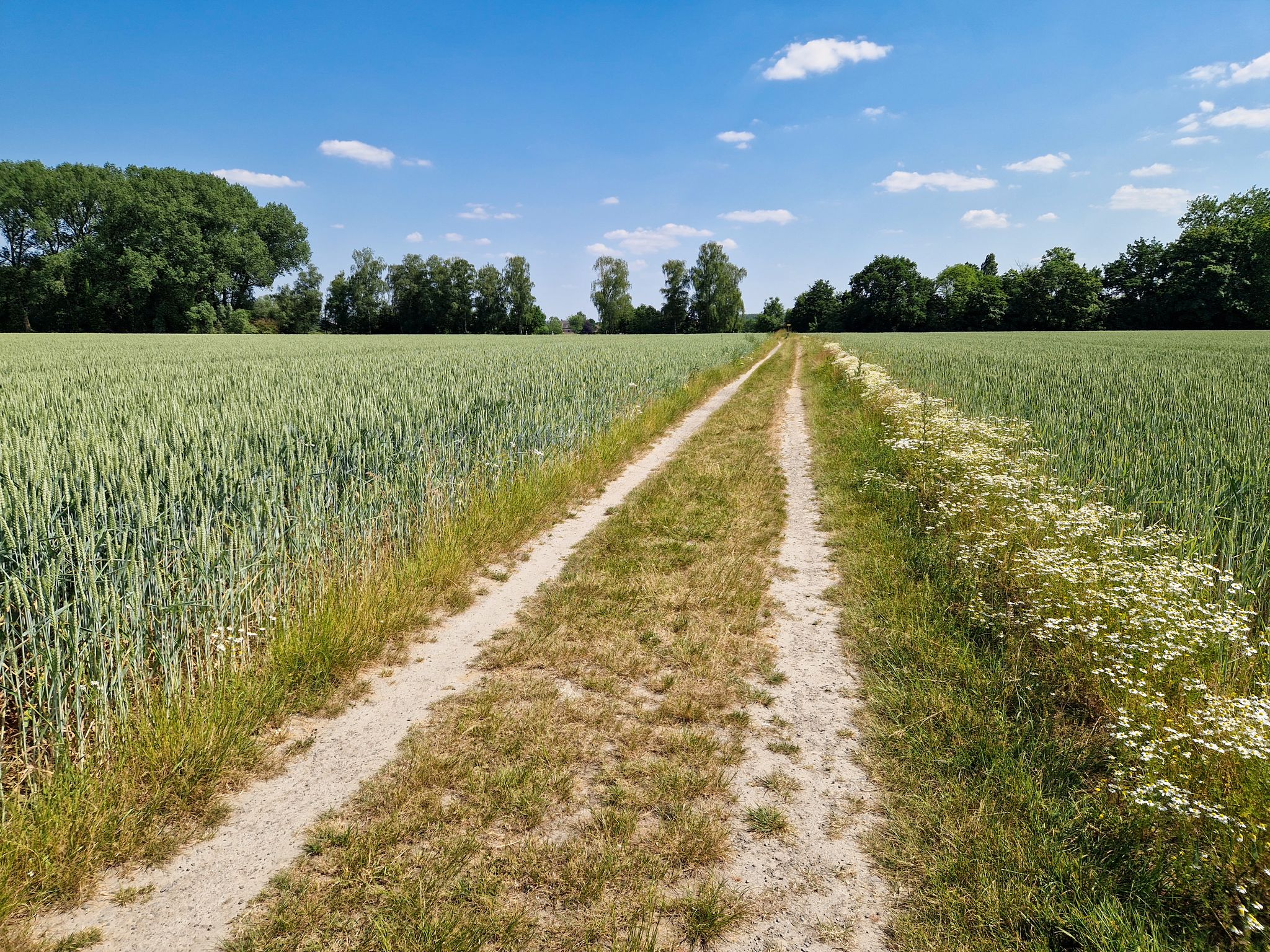 Verder over een veldweg bij Opwijk