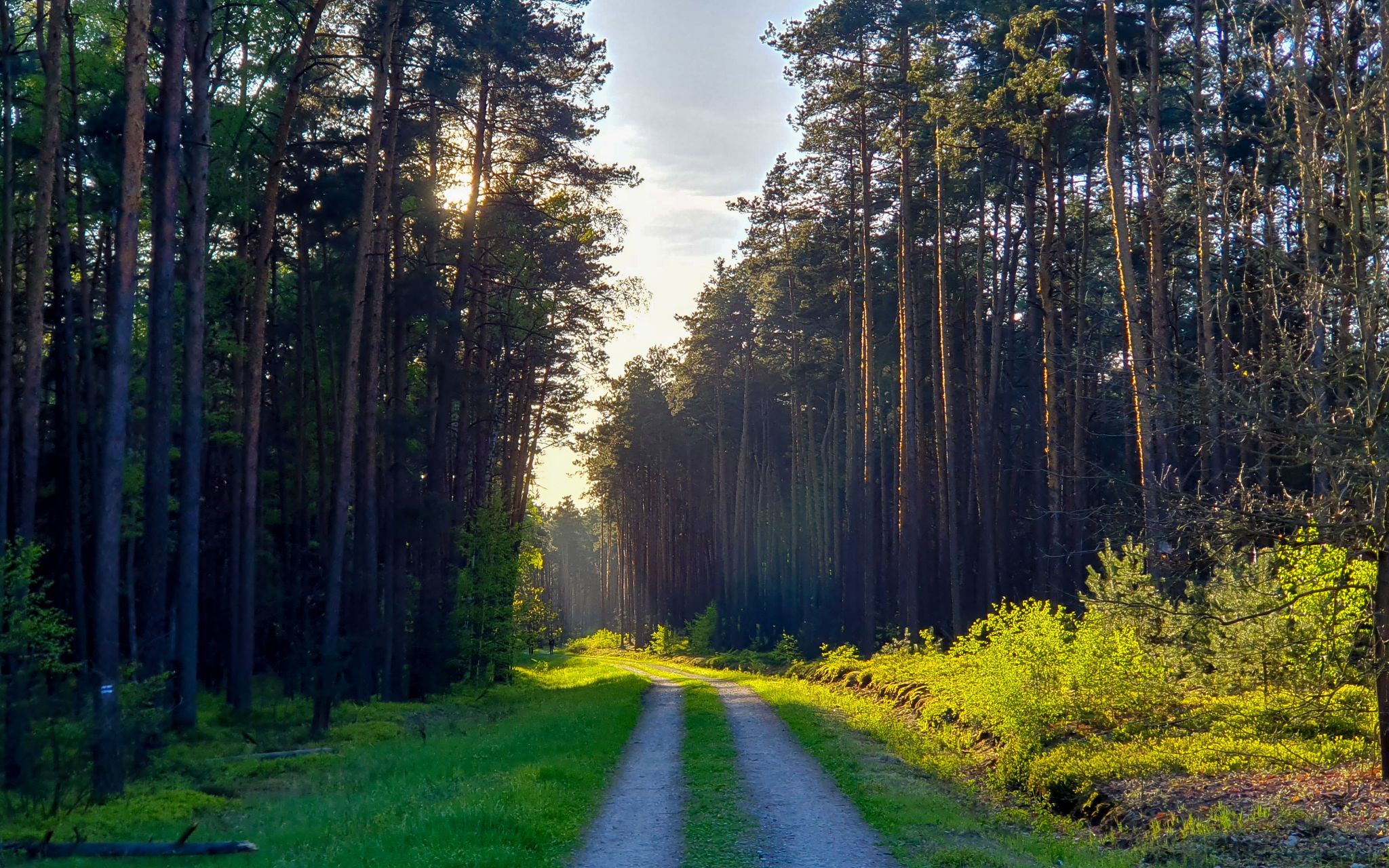 Przez Bagna Celestynowskie