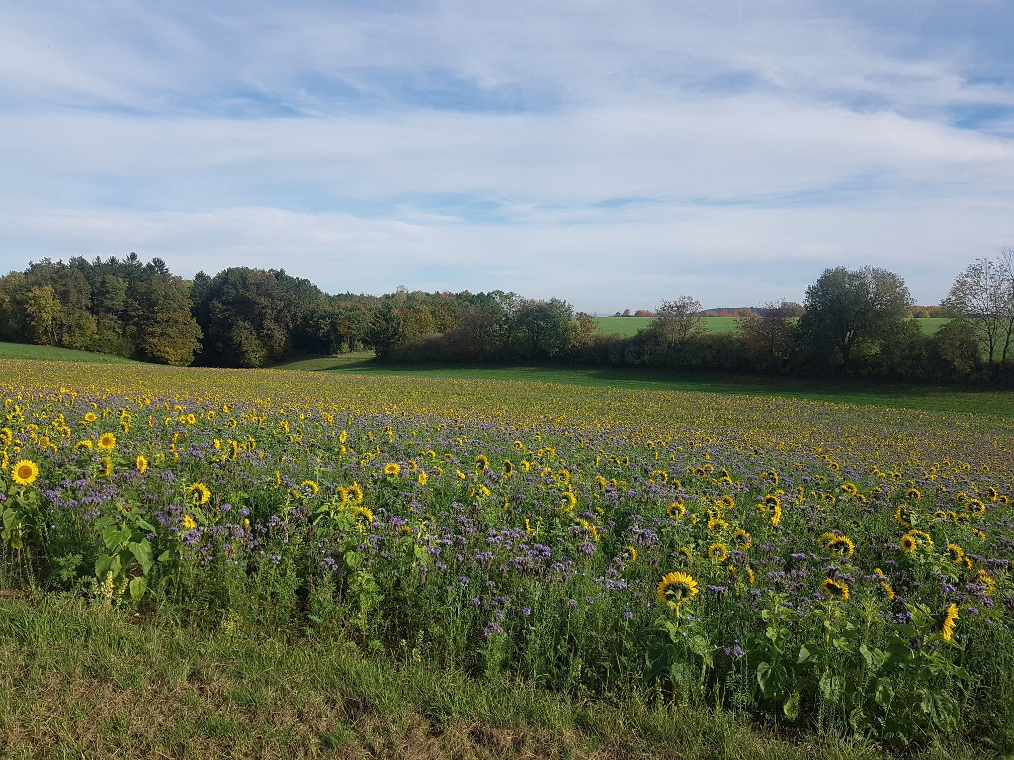Sonnenblumen