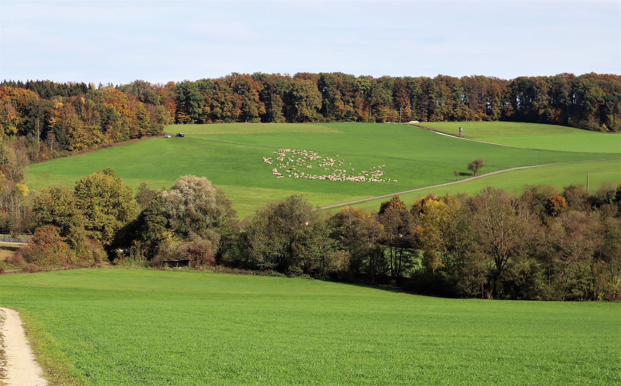 Die Schafherde wandert bergab