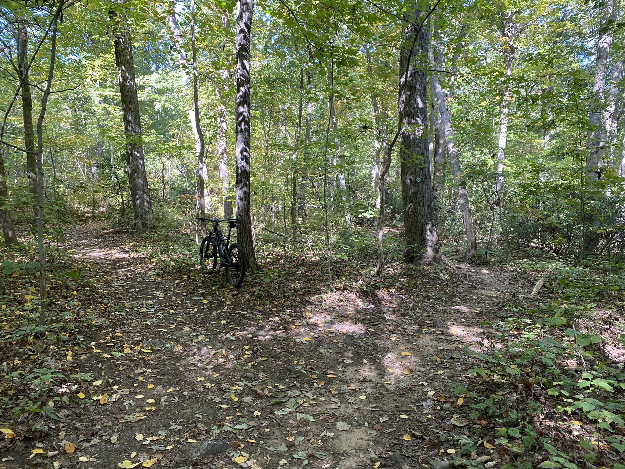 Bicycle leaning on a tree at a sun-dappled forest trail intersection. - Huber Woods County Park loop