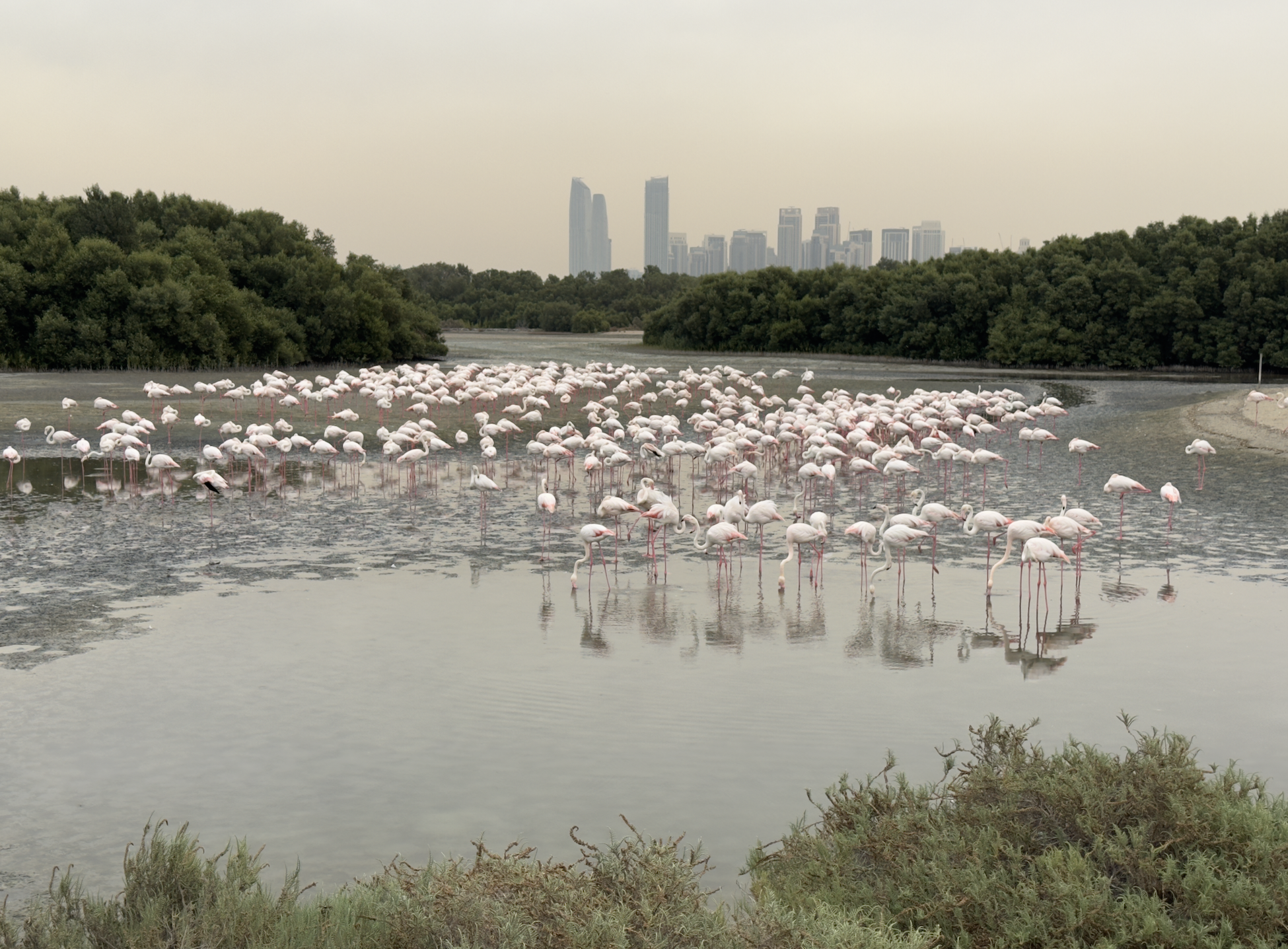 Ras Al Khor Sanctuary