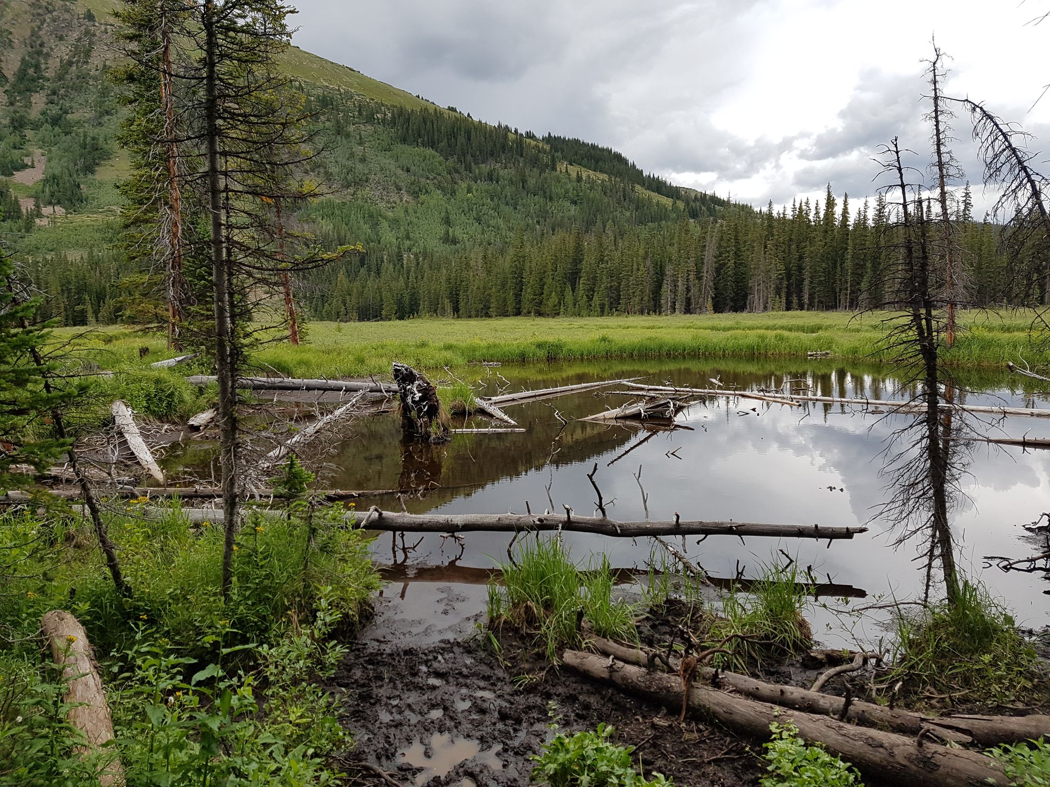 Muddy pond with fallen trees, surrounded by green forest under cloudy sky. - Spruce Creek Trail