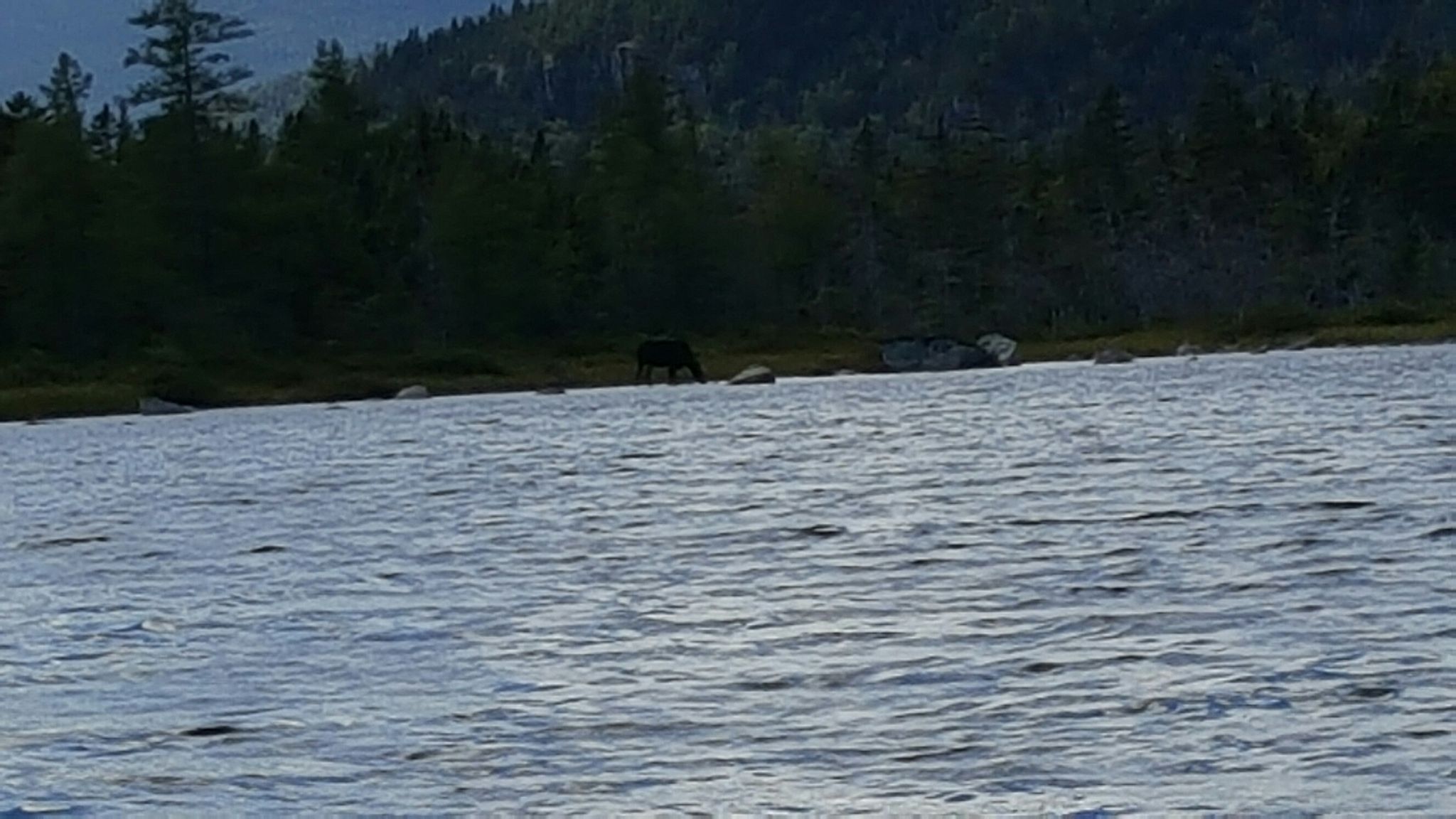 A moose grazes by the shore of a lake, with dark forest beyond. - Mount Washington Viewpoint – Bartlett Village Gazebo Park loop from Crawford Notch State Park