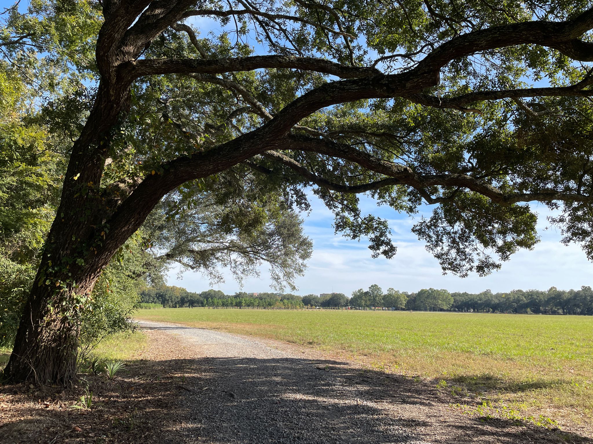 Large tree branches overhang a gravel path next to a sunny green field. - Black Swamp Trail