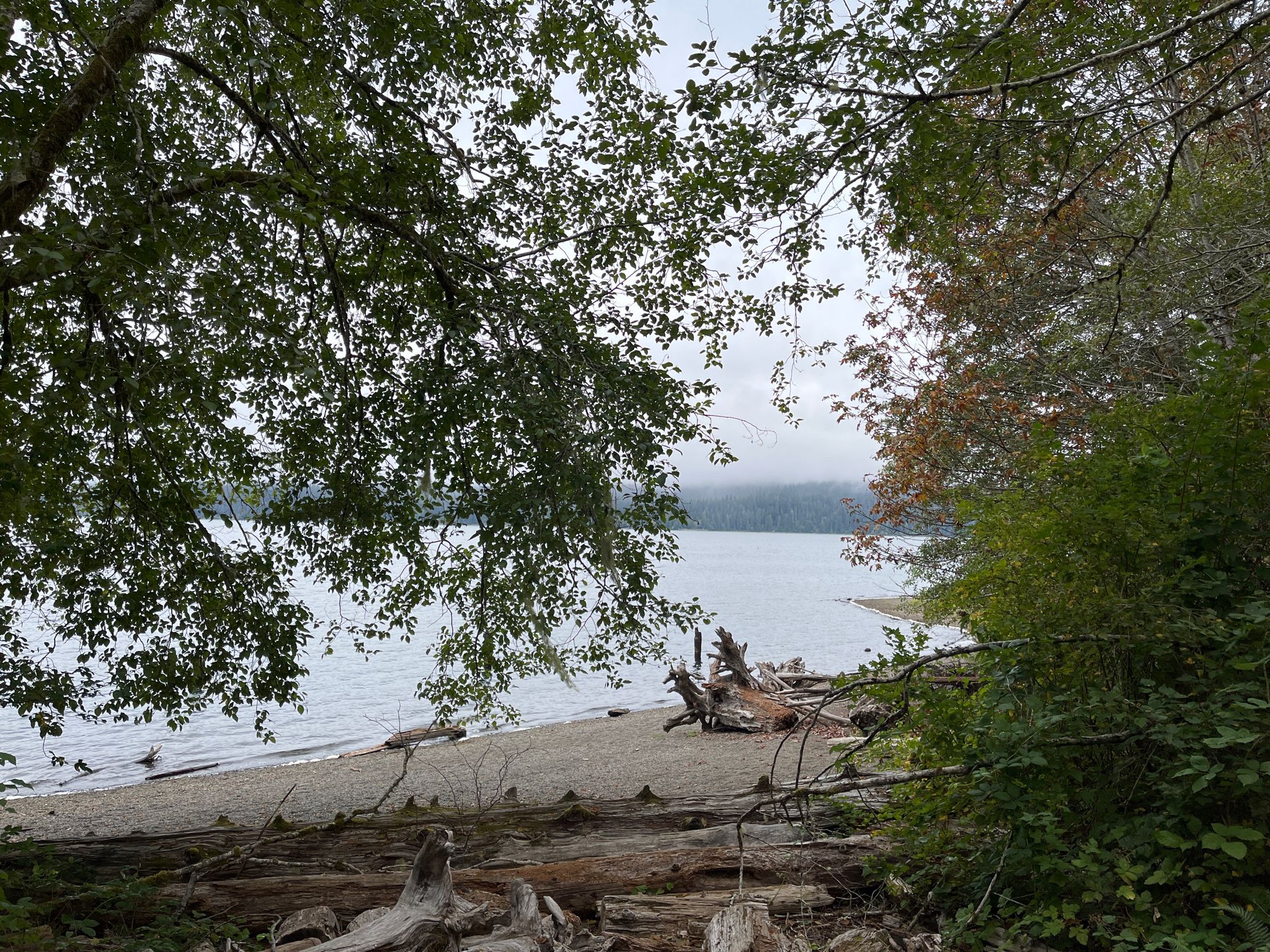 A rocky beach with driftwood by a lake under a cloudy sky, framed by trees. - Lake Quinault – Lake Quinault loop from Quinault