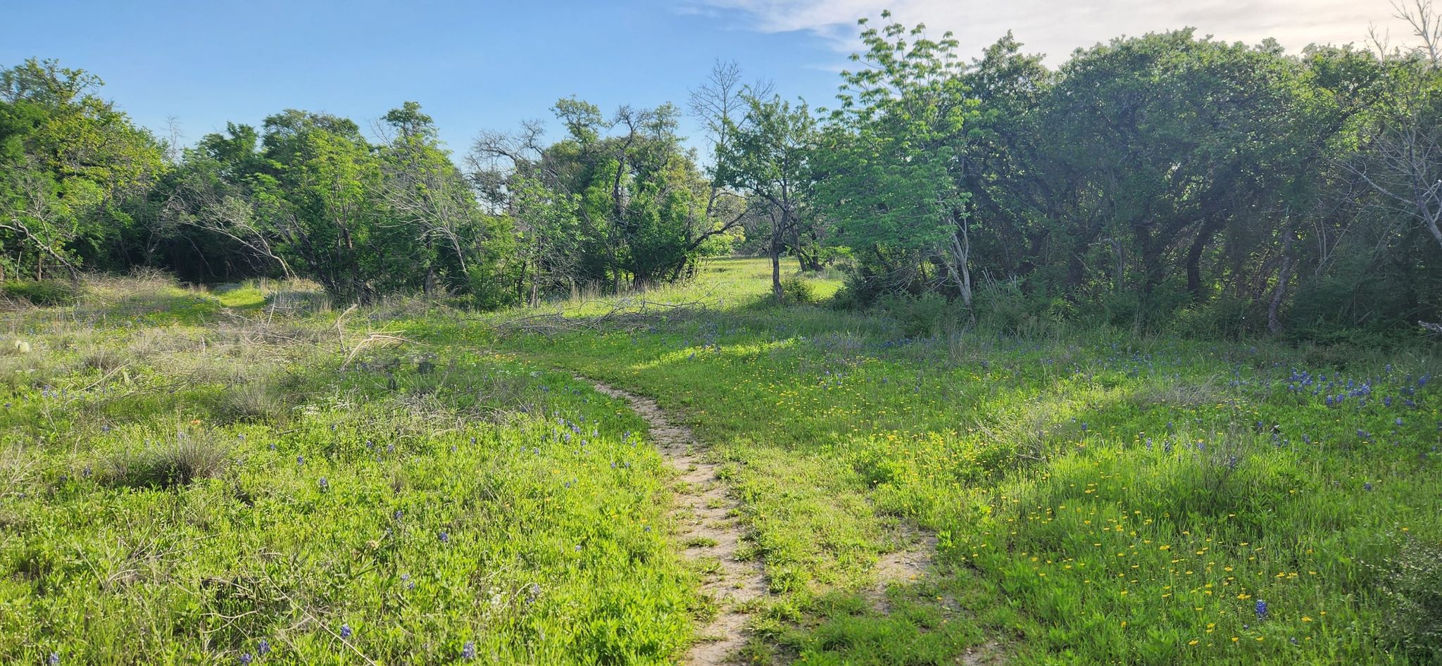 A winding dirt path through a bright green, sunny field with trees. - Oak Motte Trail
