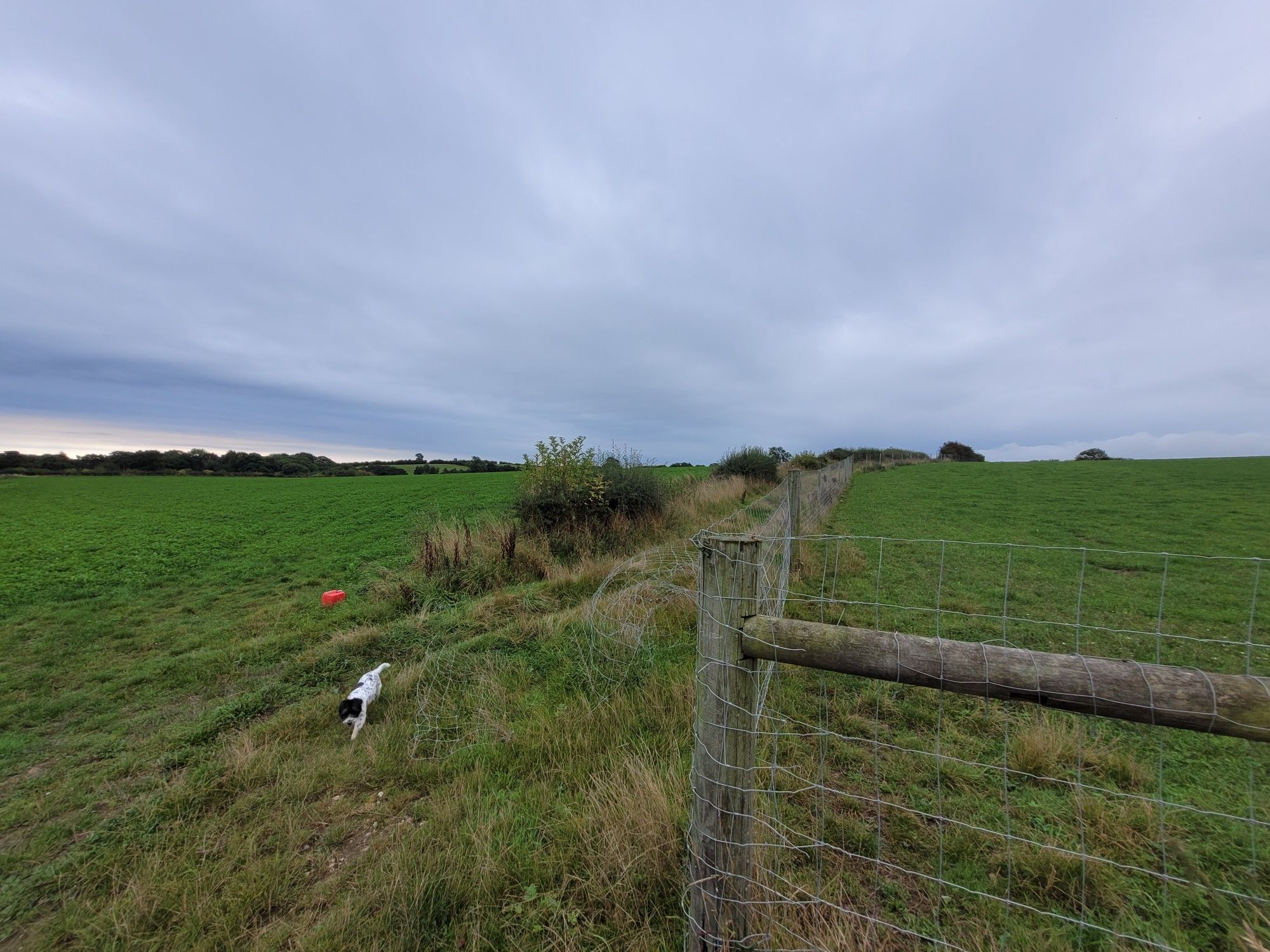 windley loop