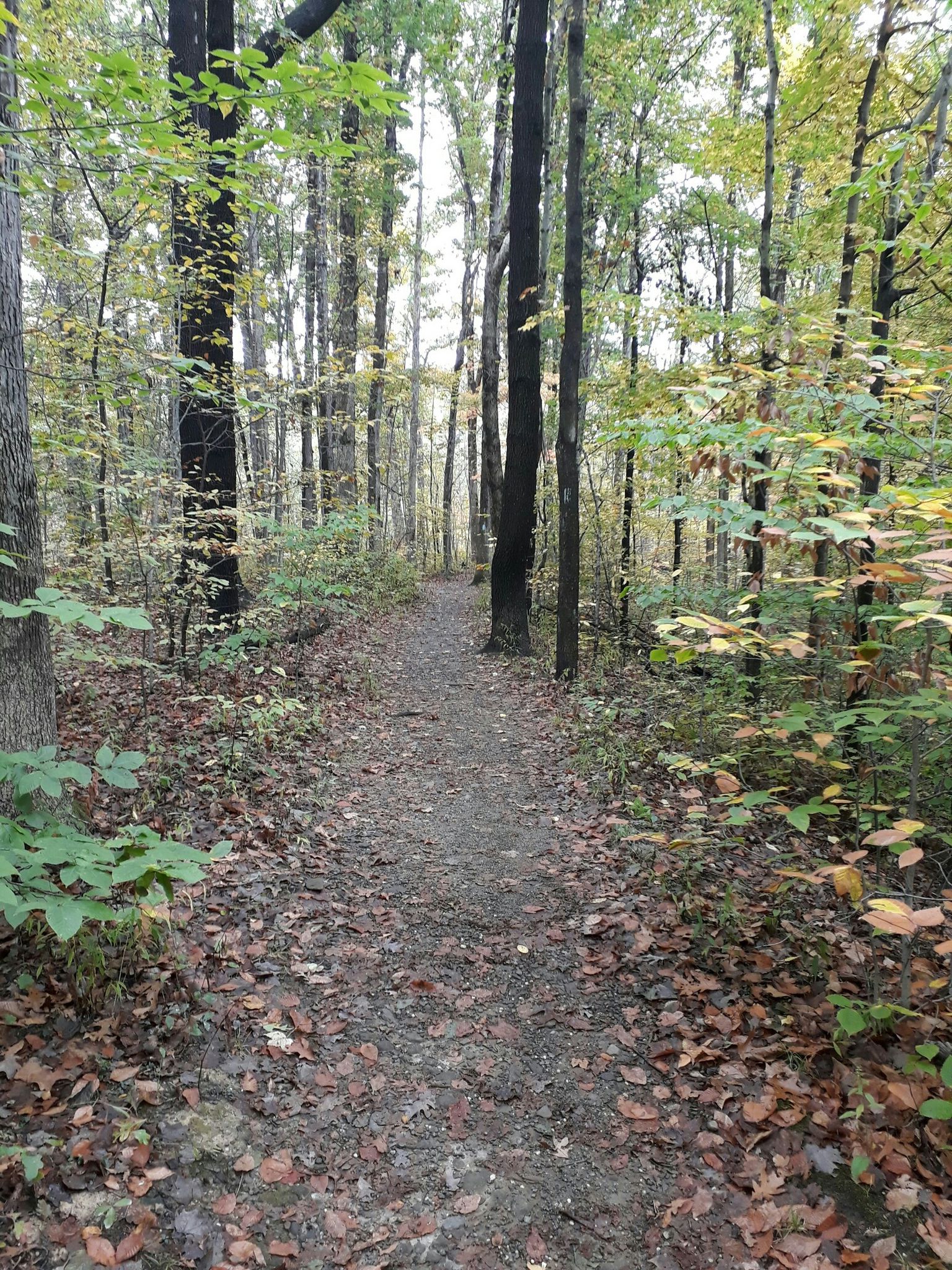 Narrow dirt path covered in fallen leaves winding through a bare forest. - Deer Lick Cave loop from Brecksville