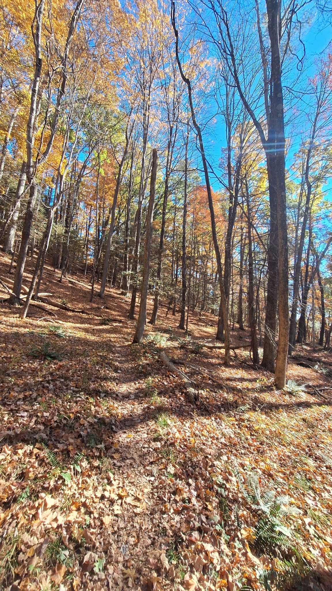 Sunny autumn forest with tall trees and a ground covered in fallen leaves. - Mount Prospect and Raccoon Hill via Appalachian Trail