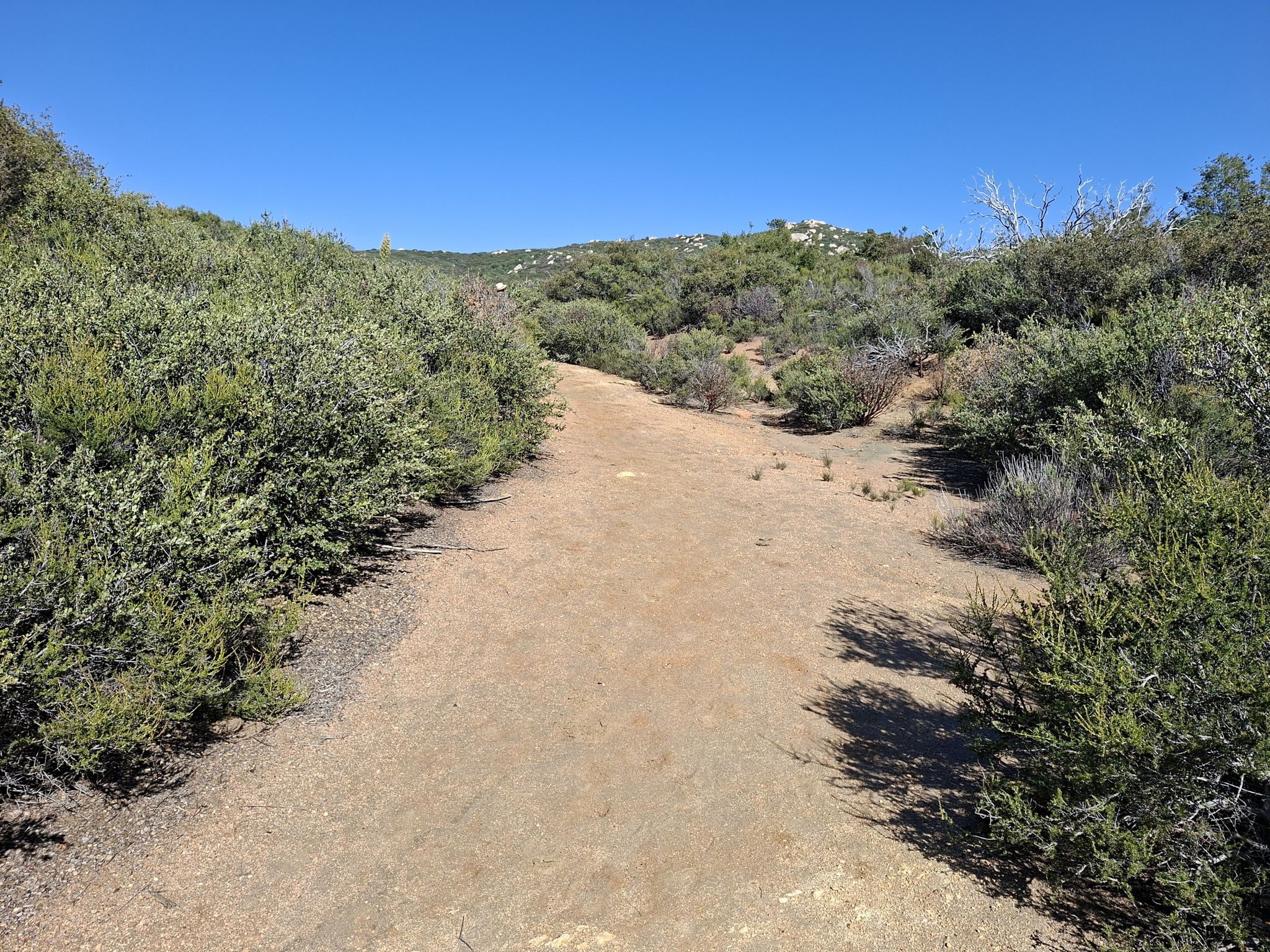 Harvey Moore Trail