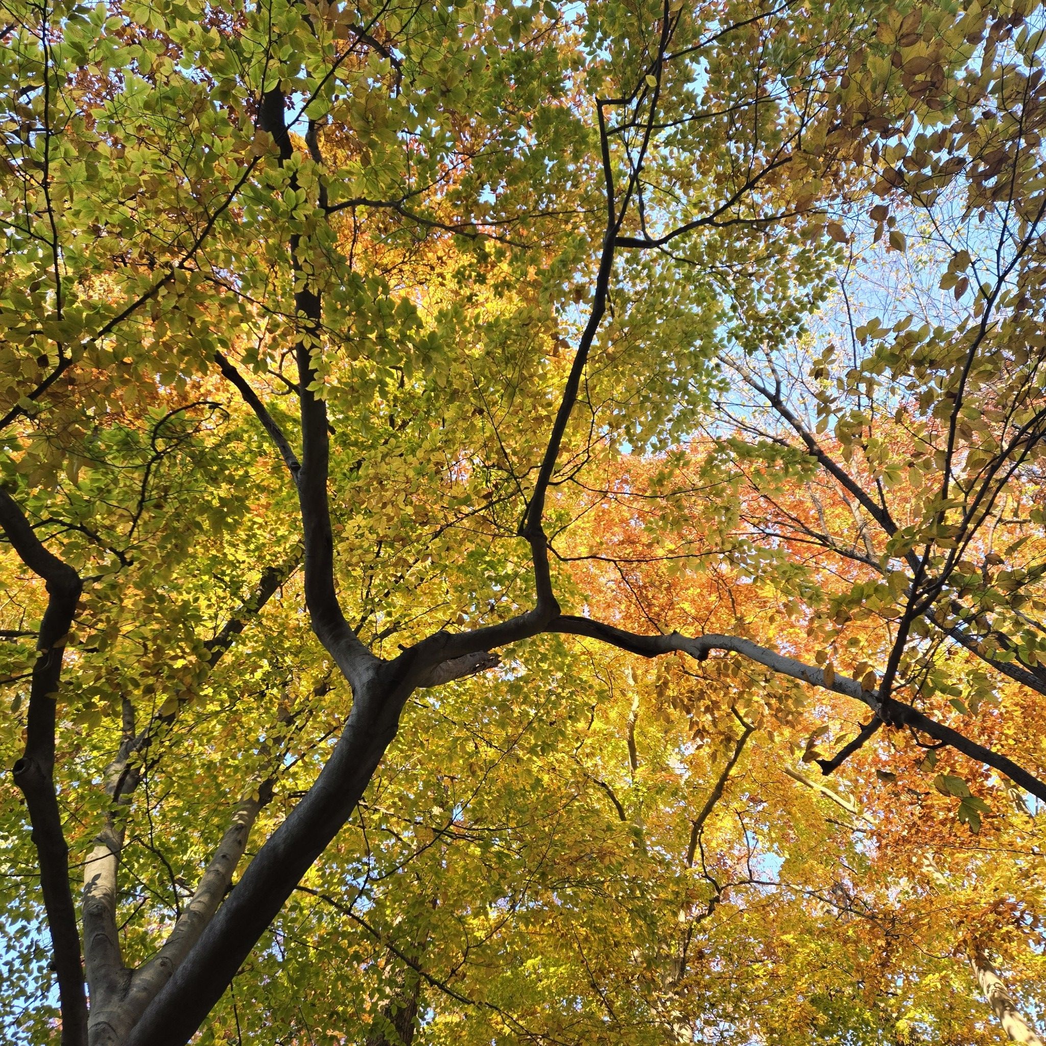 Vibrant yellow and orange autumn leaves fill the sunny tree canopy. - Gwynns Falls Trail