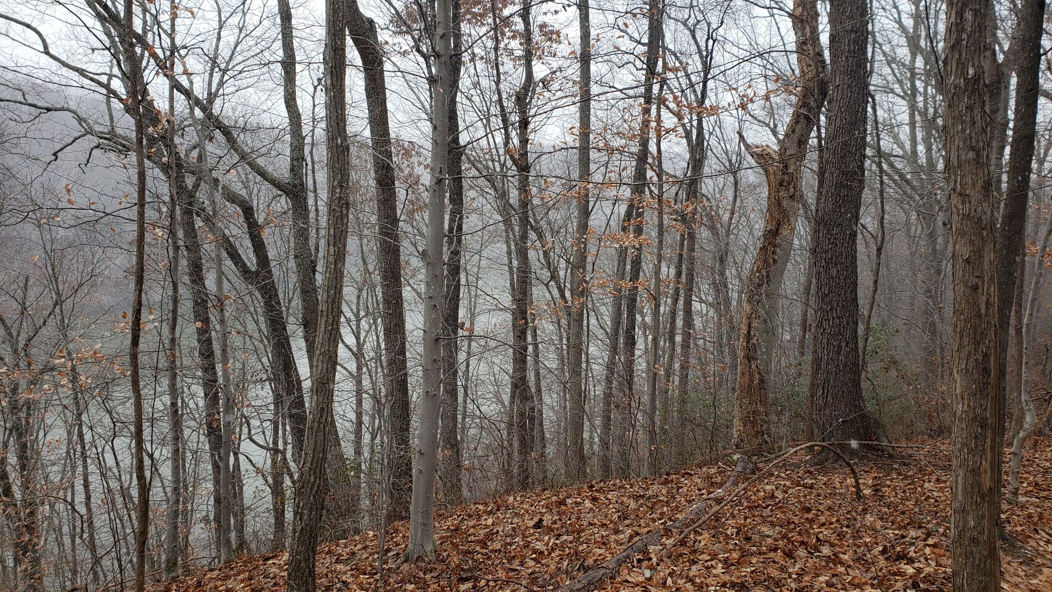 Bare trees on a hillside overlooking a misty river on an overcast day. - River access! – Rappahannock River loop from Kenmore