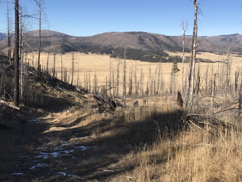 Sunny view of a valley with burnt trees, dry grass, and a path. - Coyote Call Trail