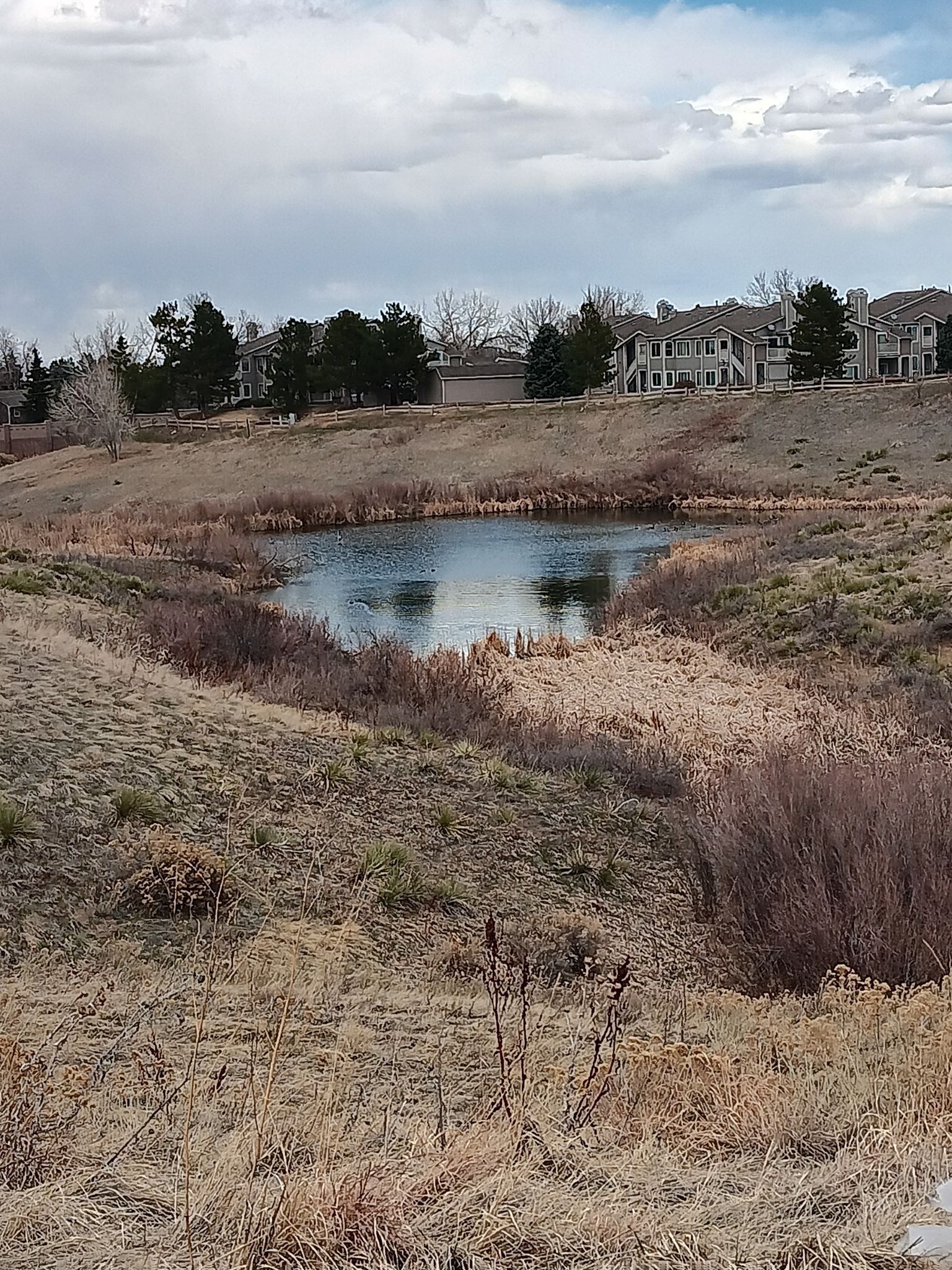 Small pond surrounded by dry grass, houses in the distance. - South Platte River – View from Chatfield Dam loop from Dry Creek