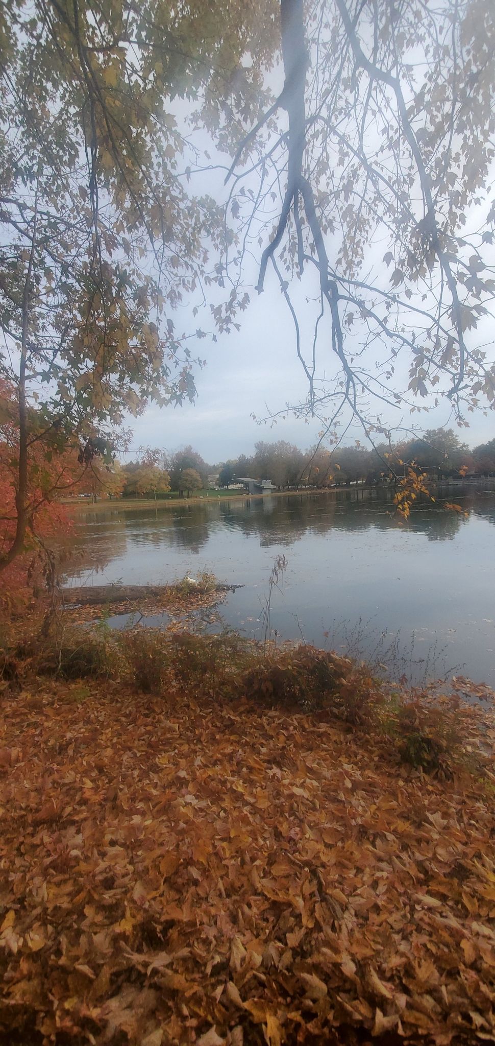 Overcast autumn day by a lake, with colorful trees and fallen leaves. - Allen Pond Park Loop
