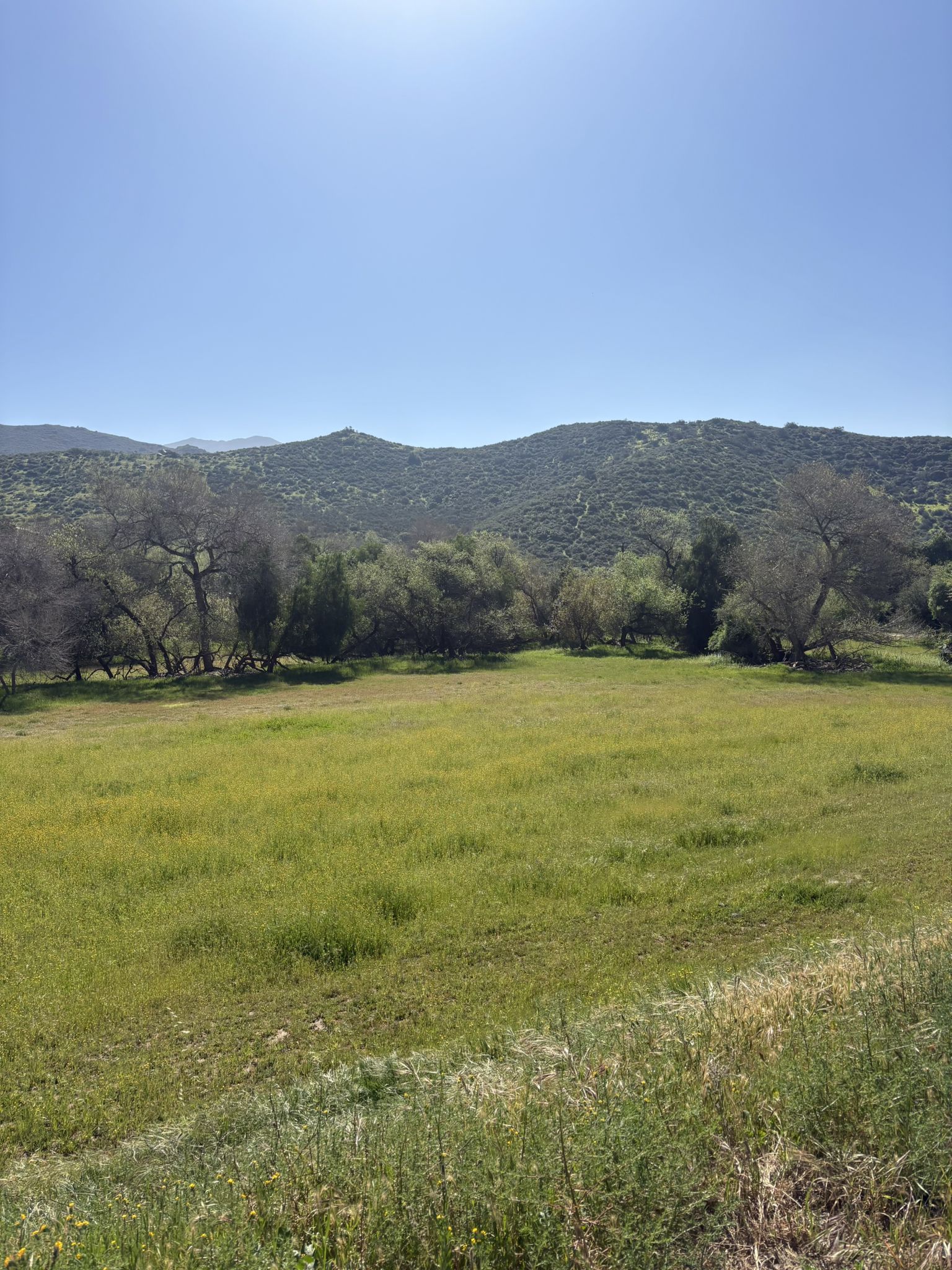Bright green grassy field surrounded by trees and distant hills under sunlight. - Sweetwater River loop from El Cajon