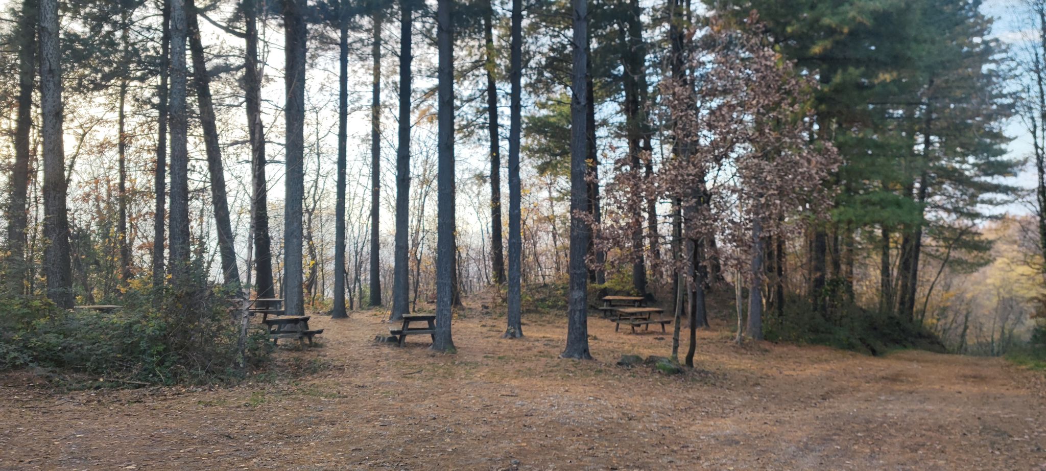 area picnic