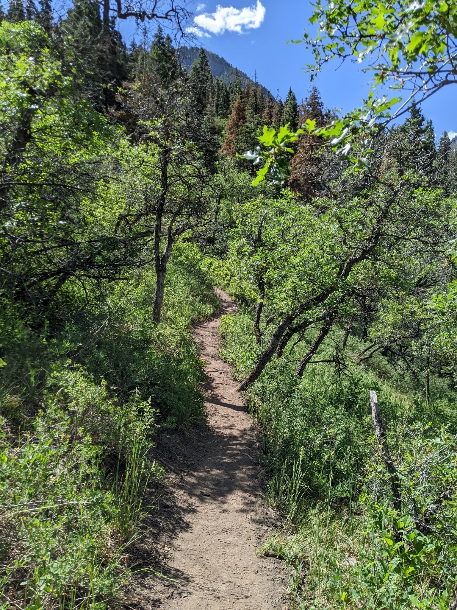 A narrow dirt trail winds through a lush green forest on a sunny day. - Lower Cascade Falls loop from Ouray