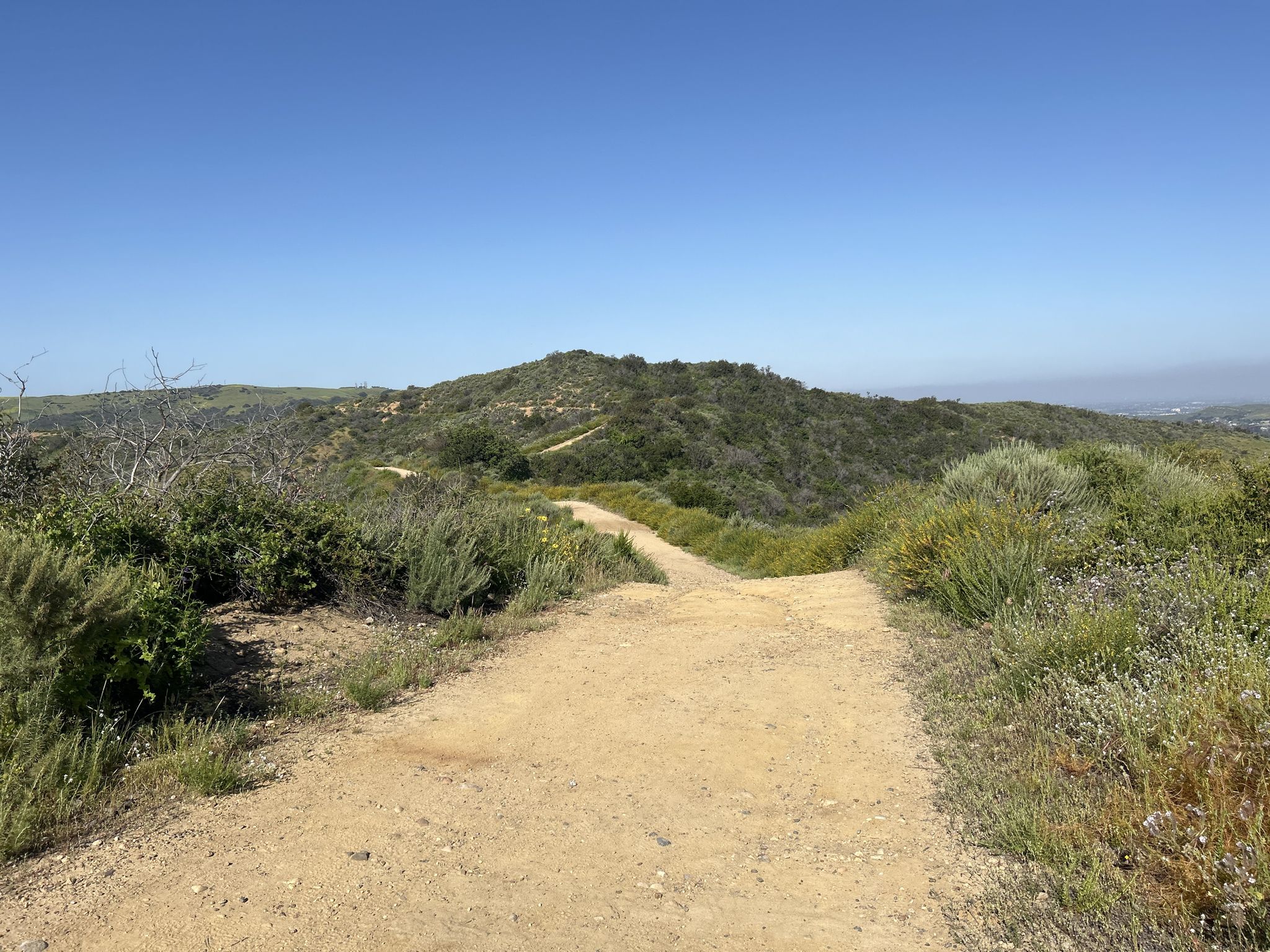 Dirt path splitting, leading towards brush-covered hill under clear blue sky. - Little Sycamore Canyon and Serrano Ridge Loop