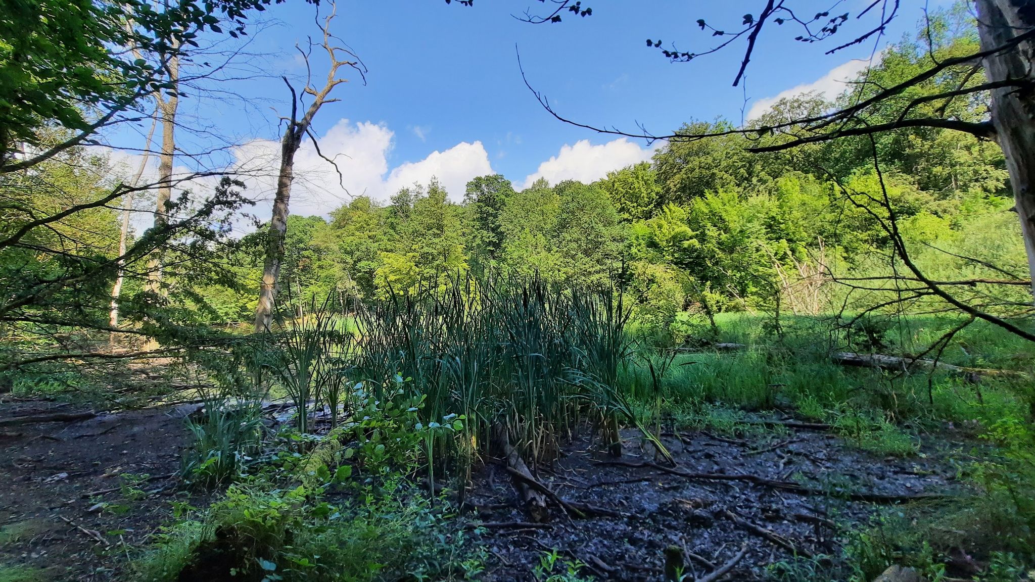 Biotop Gehlwiese