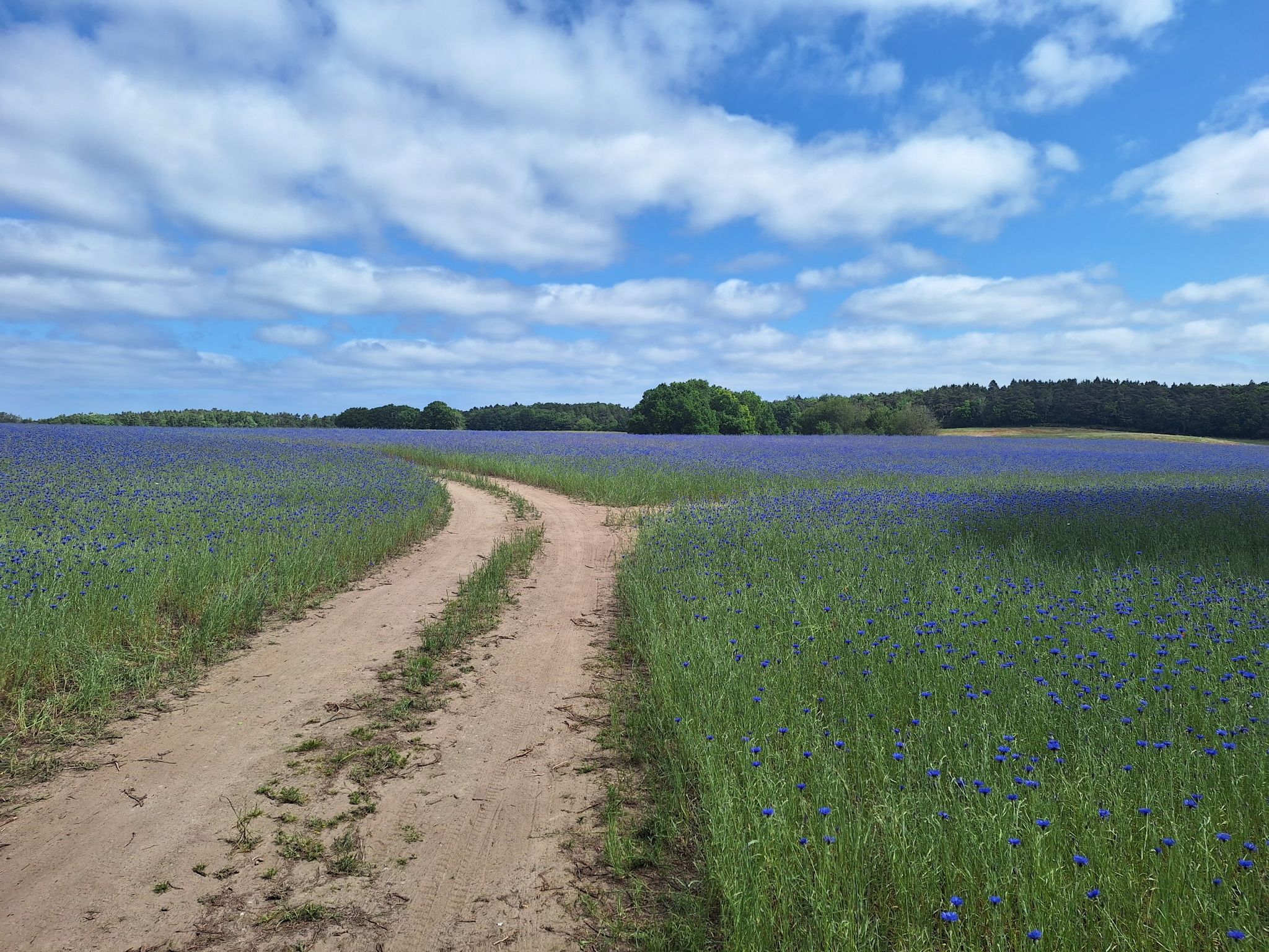 kornblumen