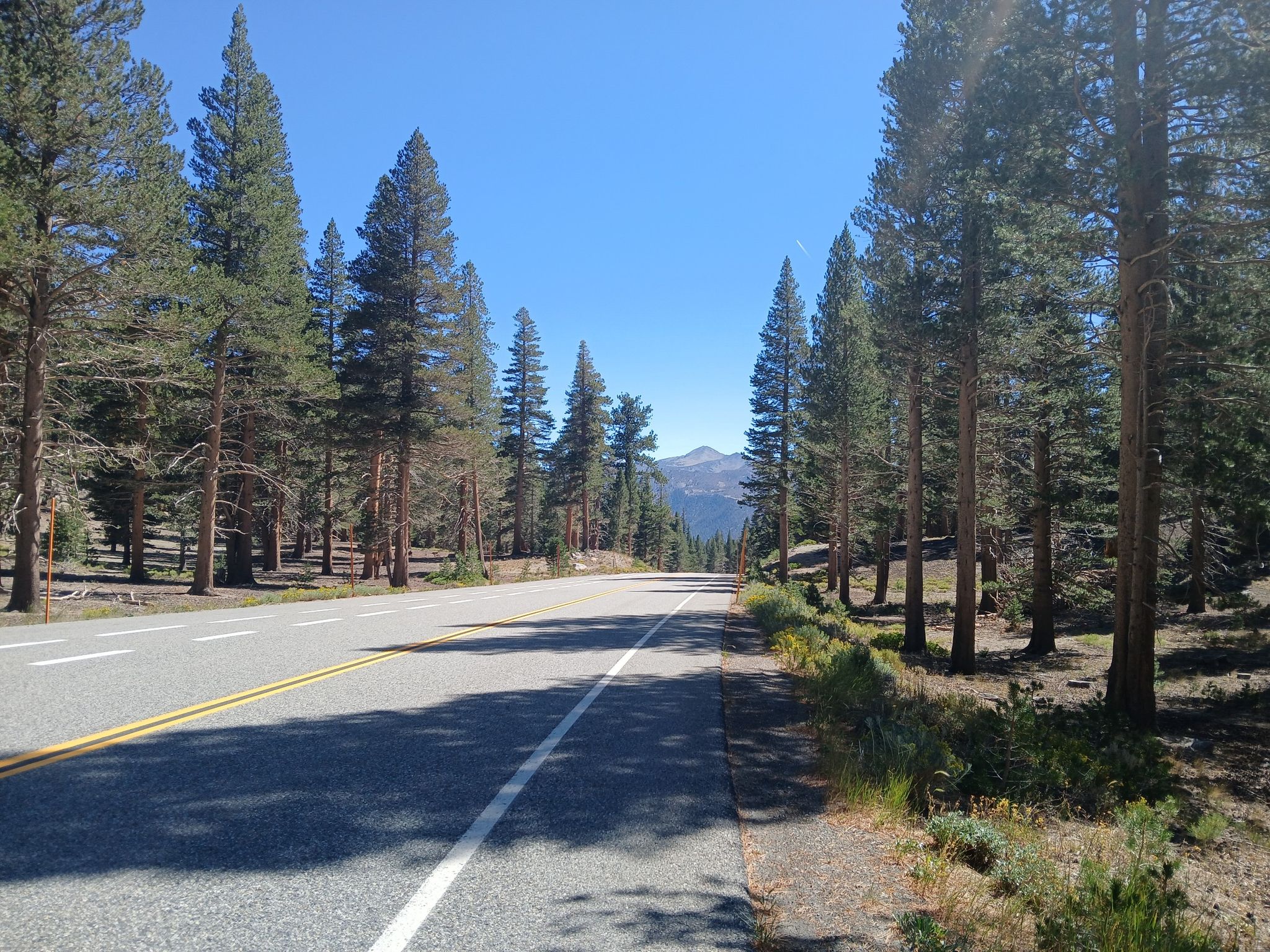A paved road stretches through a dense pine forest towards distant mountains. - Village Plaza – Mammoth Scenic Loop loop from Eagle Lodge