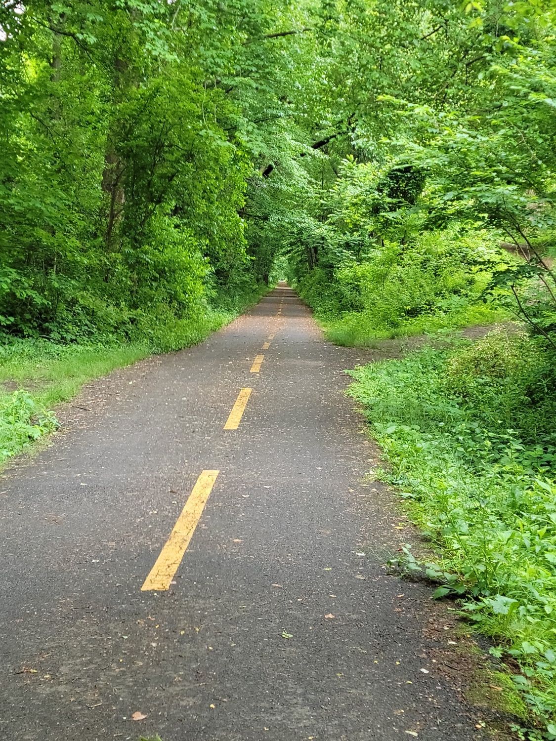 Paved path with yellow lines through a tunnel of vibrant green trees. - Goosecup Coffee Shop – W&OD Trail — Leesburg section loop from Purcellville