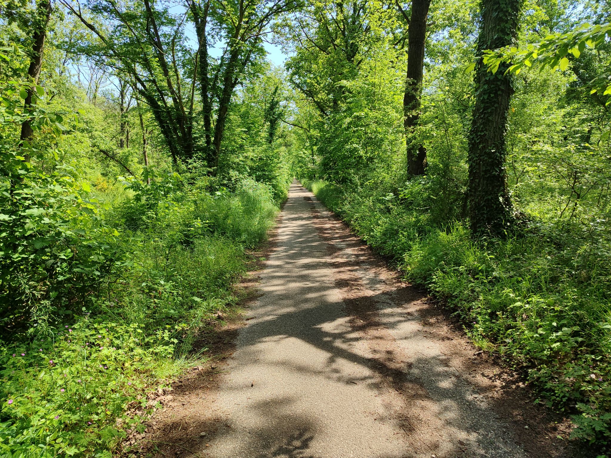 Schöner breiter Waldweg