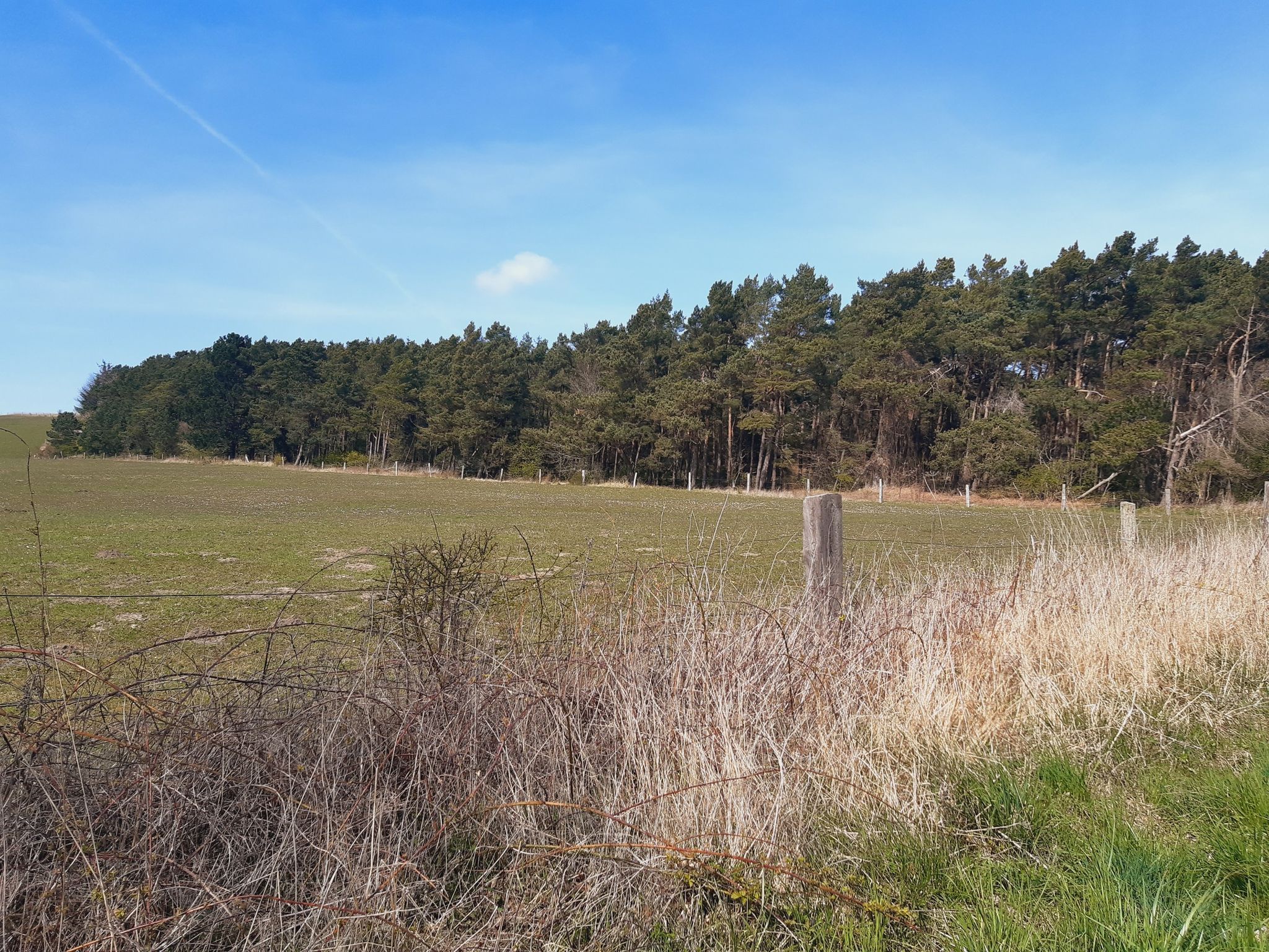 Blick auf eine eingezäunte Wiese und Kiefernwald