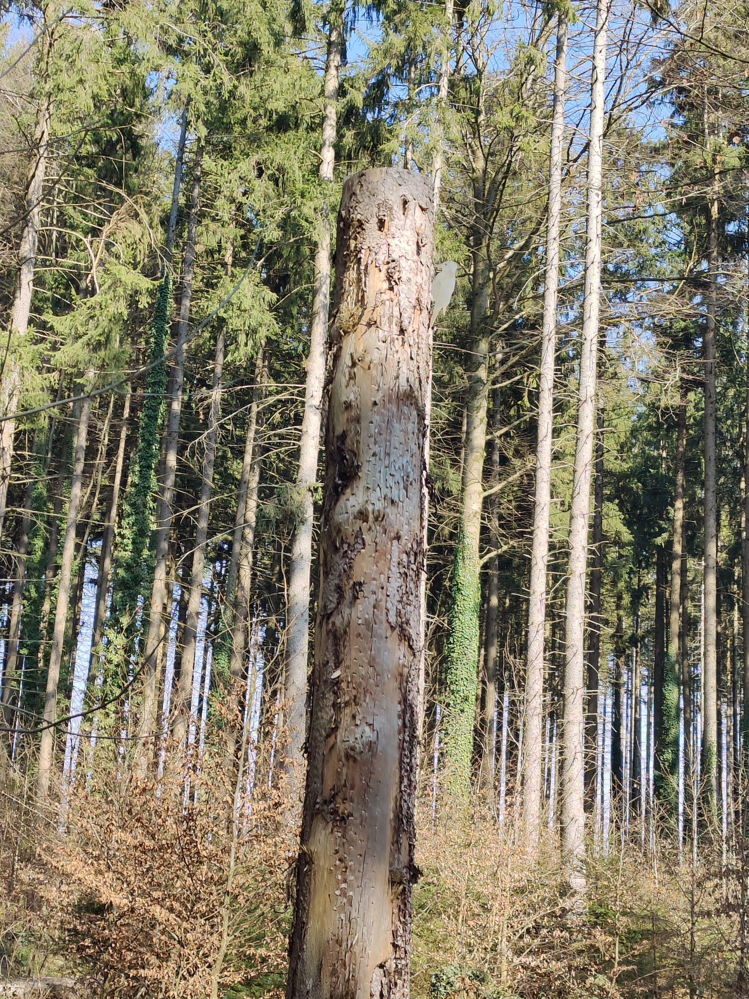 Und zum Kuckuck sprach der Specht, auf einem Bein da steht´s sich schlecht