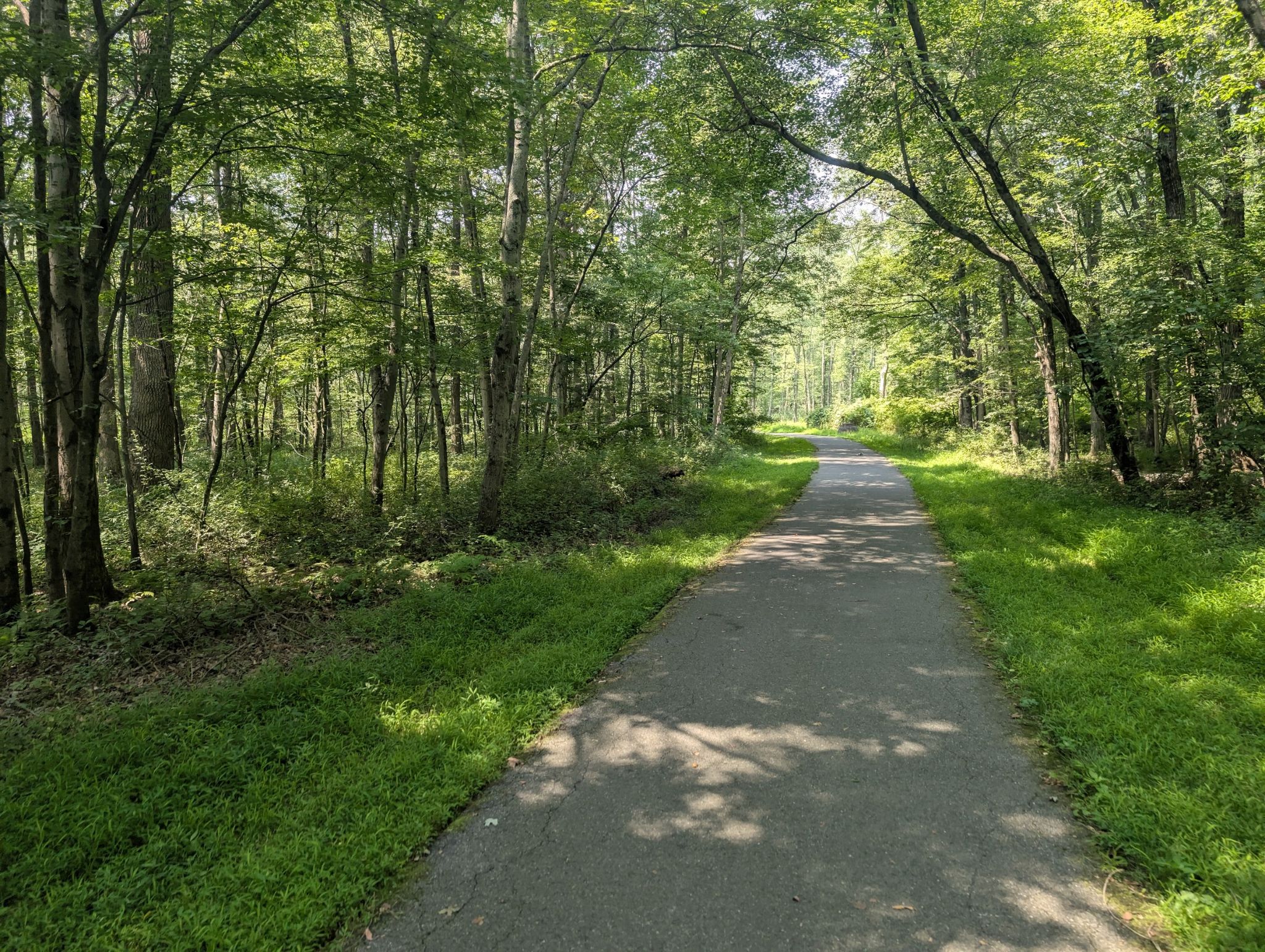 Sun-dappled paved path through a dense, green forest. - Burnham Park – Sunrise Lake loop from Morristown