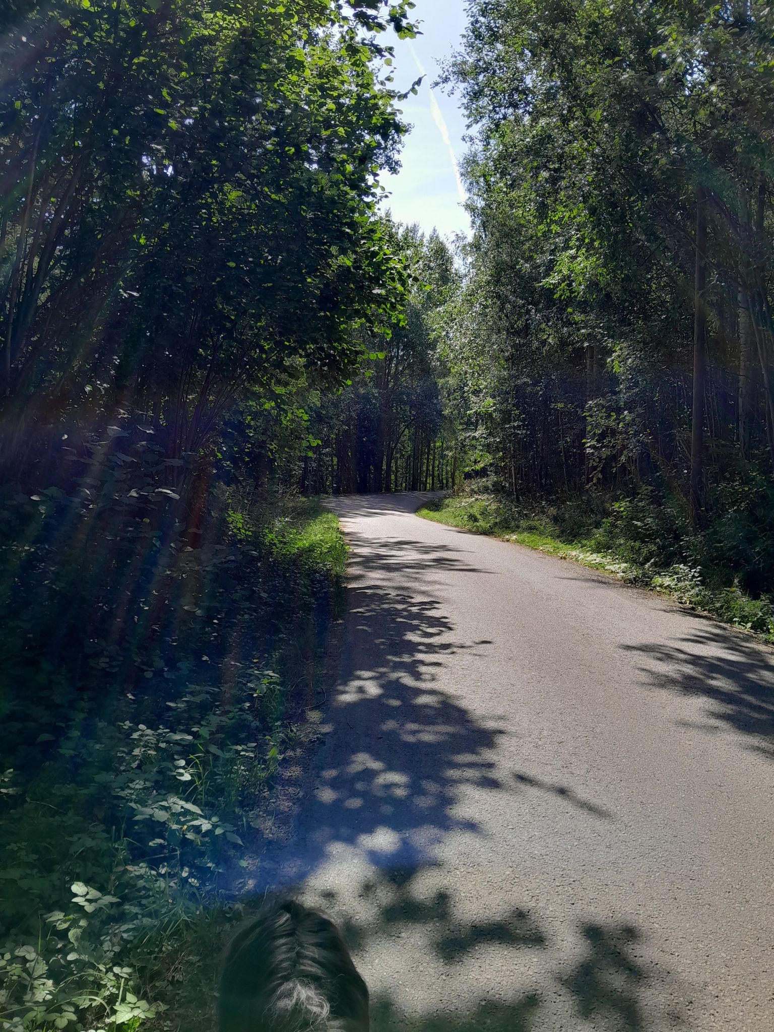 sonnendurchfluteter Wald