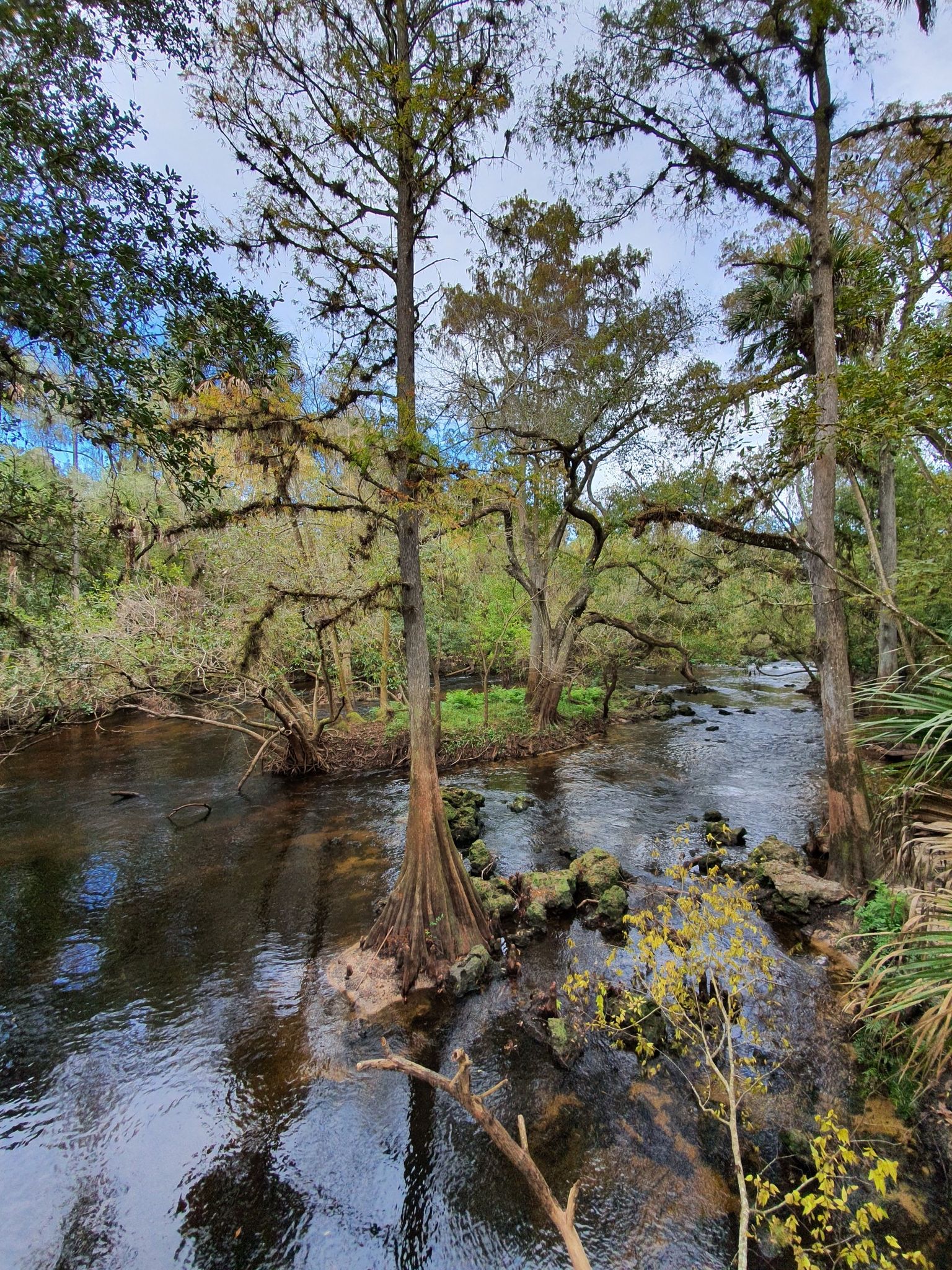 A river with cypress trees growing in the water, surrounded by forest. - Hillsborough River State Park loop from Hillsborough River State Park