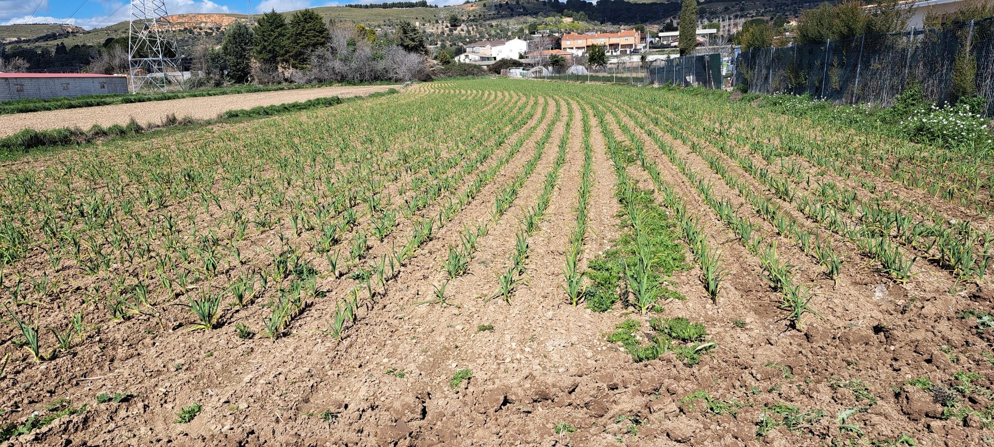 Campos de ajos.