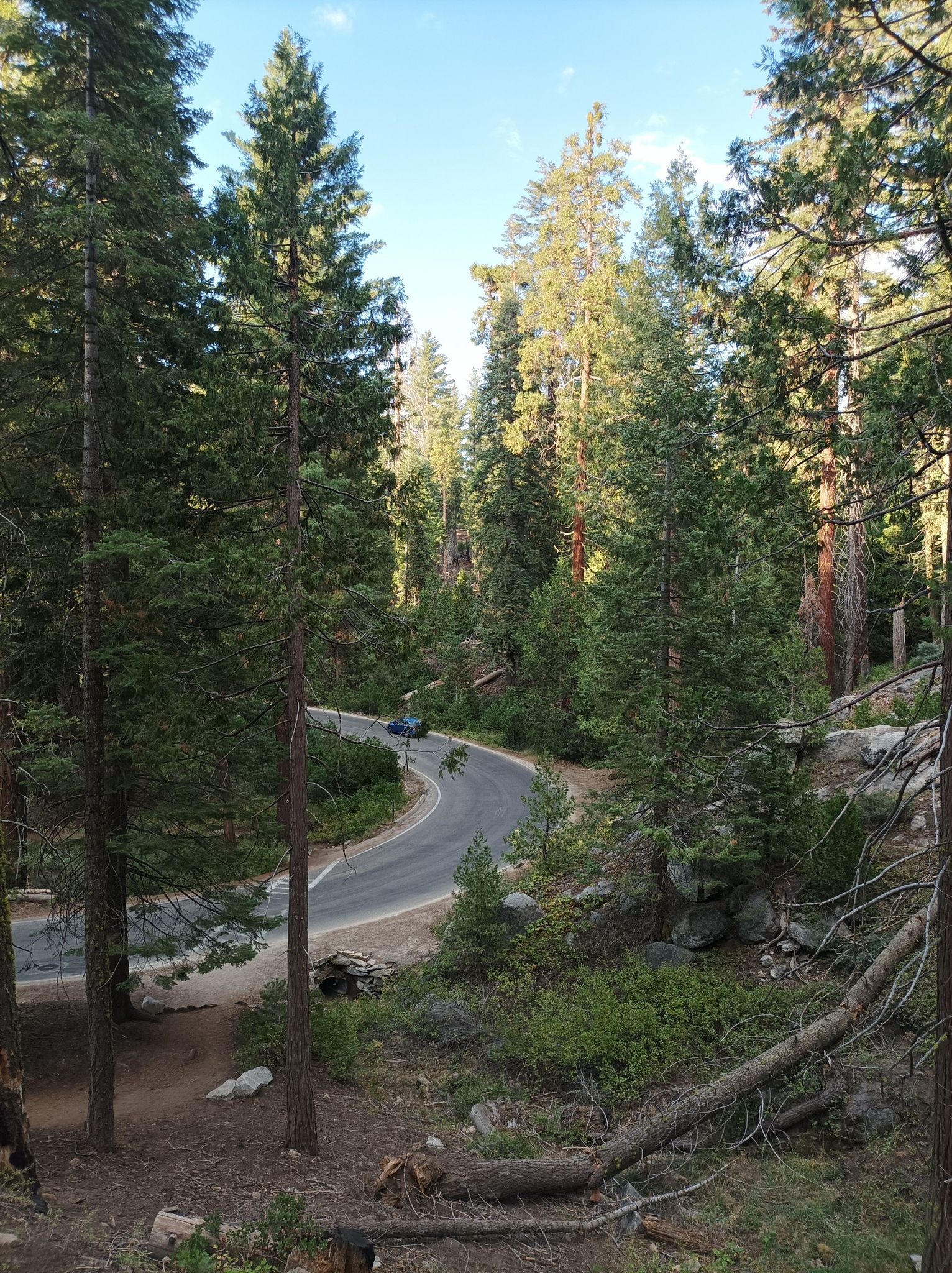 Winding paved road through a dense pine forest on a sunny day. - Sunset Trail Loop