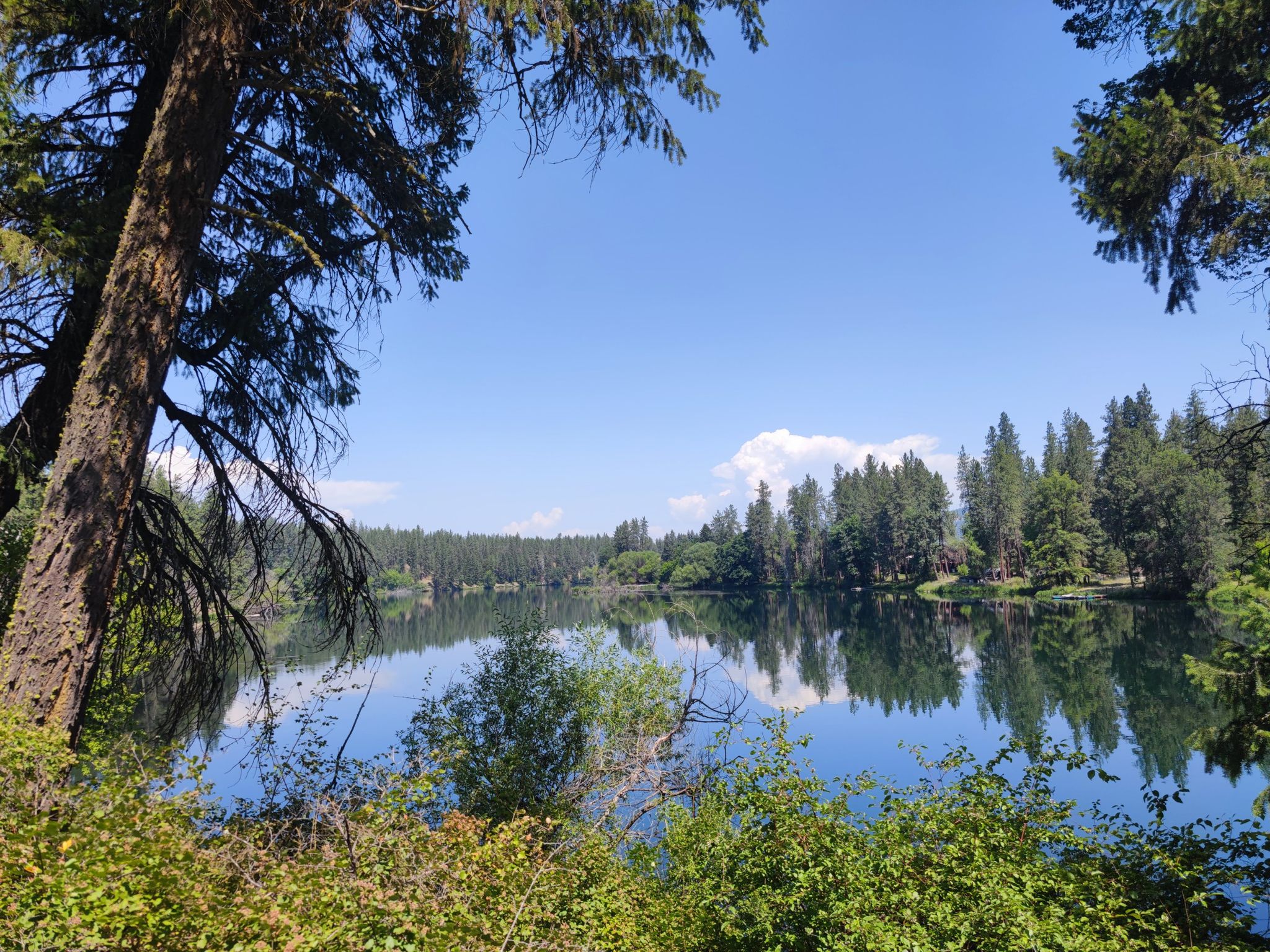 A serene lake reflects a dense pine forest under a bright blue sky. - Pine Bluff and Trail 25 Loop