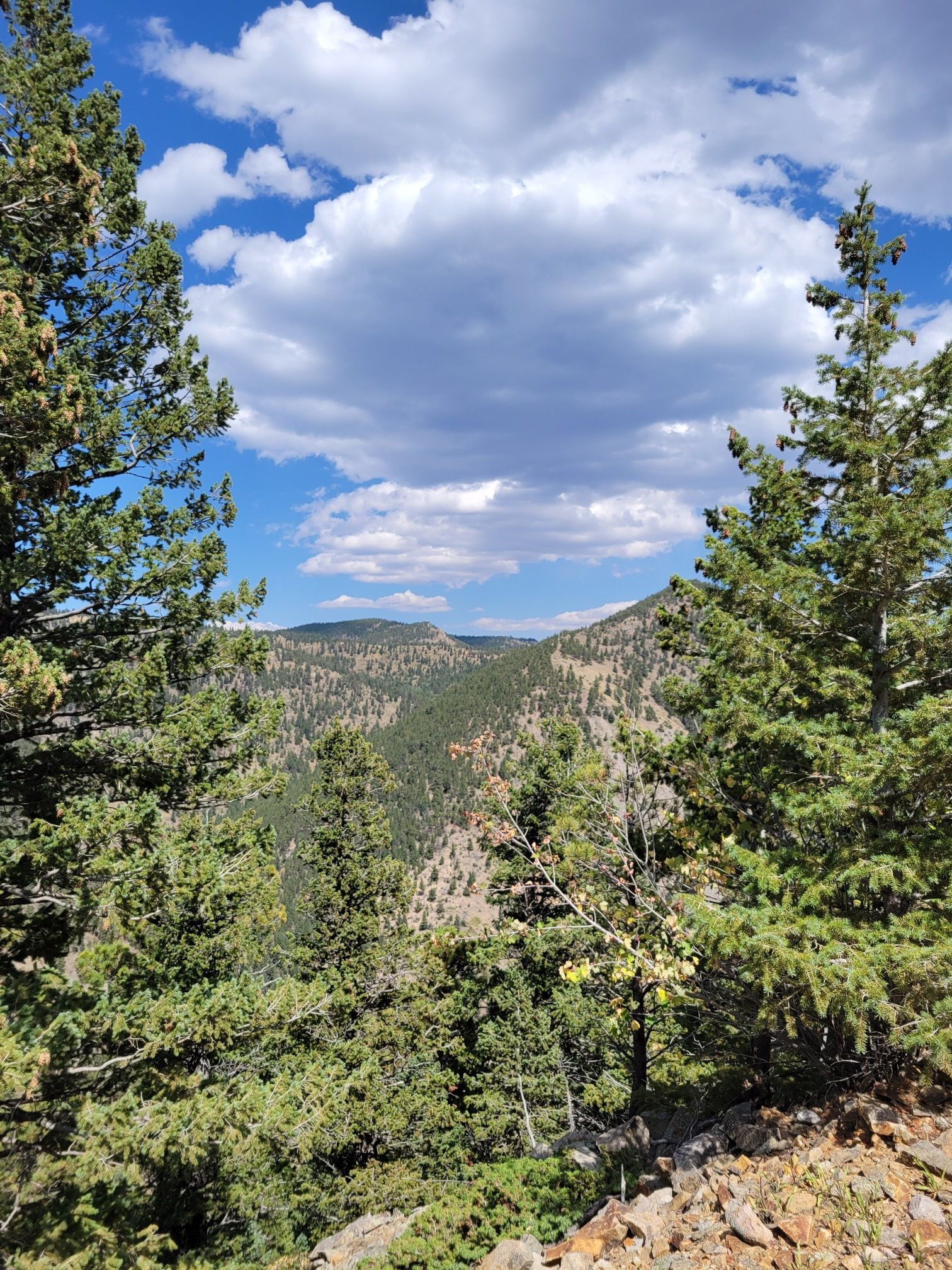 Forested mountain valley viewed through pine trees under a cloudy sky. - Switzerland Trail and Gold Hill Loop