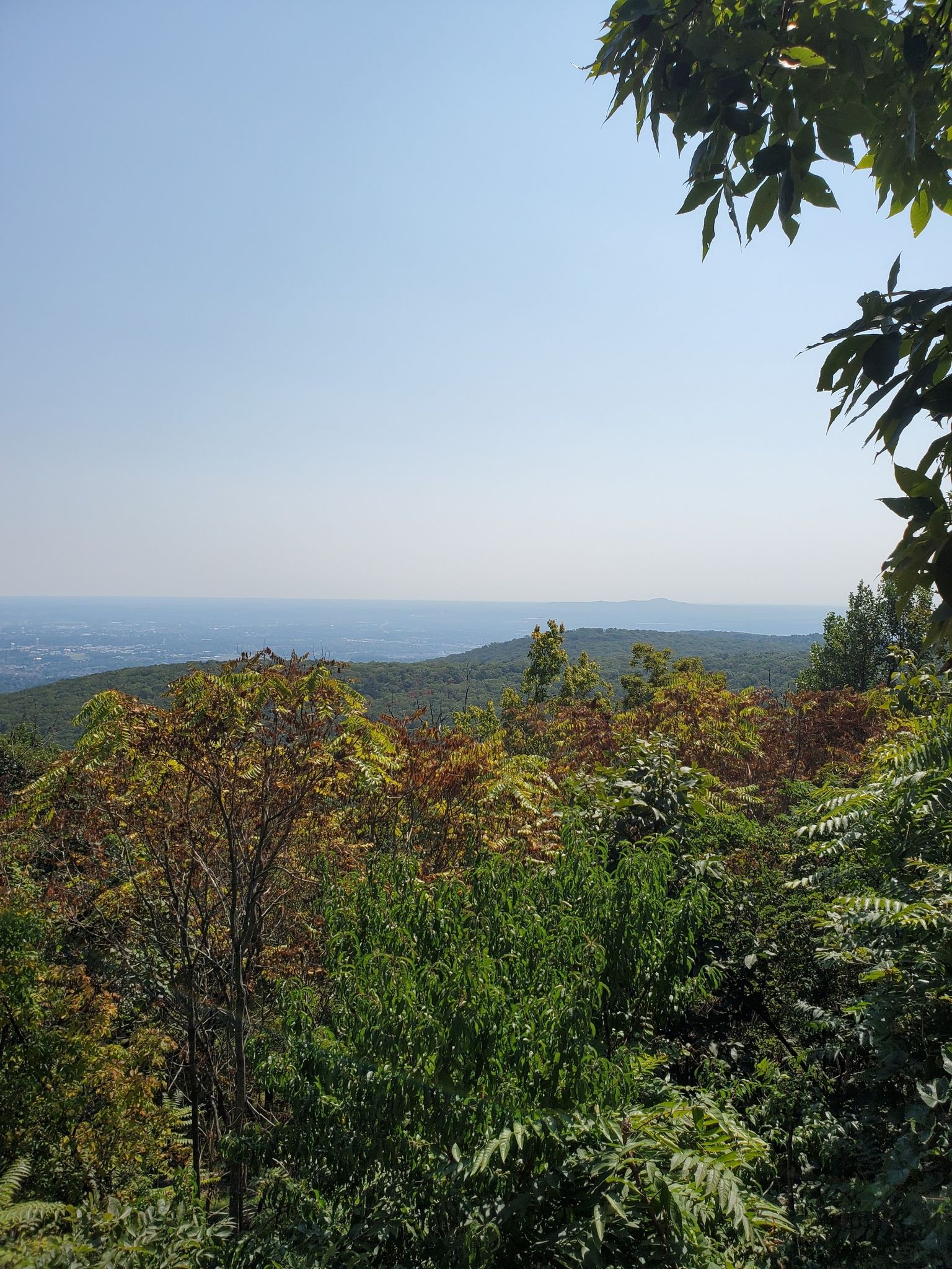 Panoramic view of forested hills under a clear, bright sky. - Gambrill State Park loop