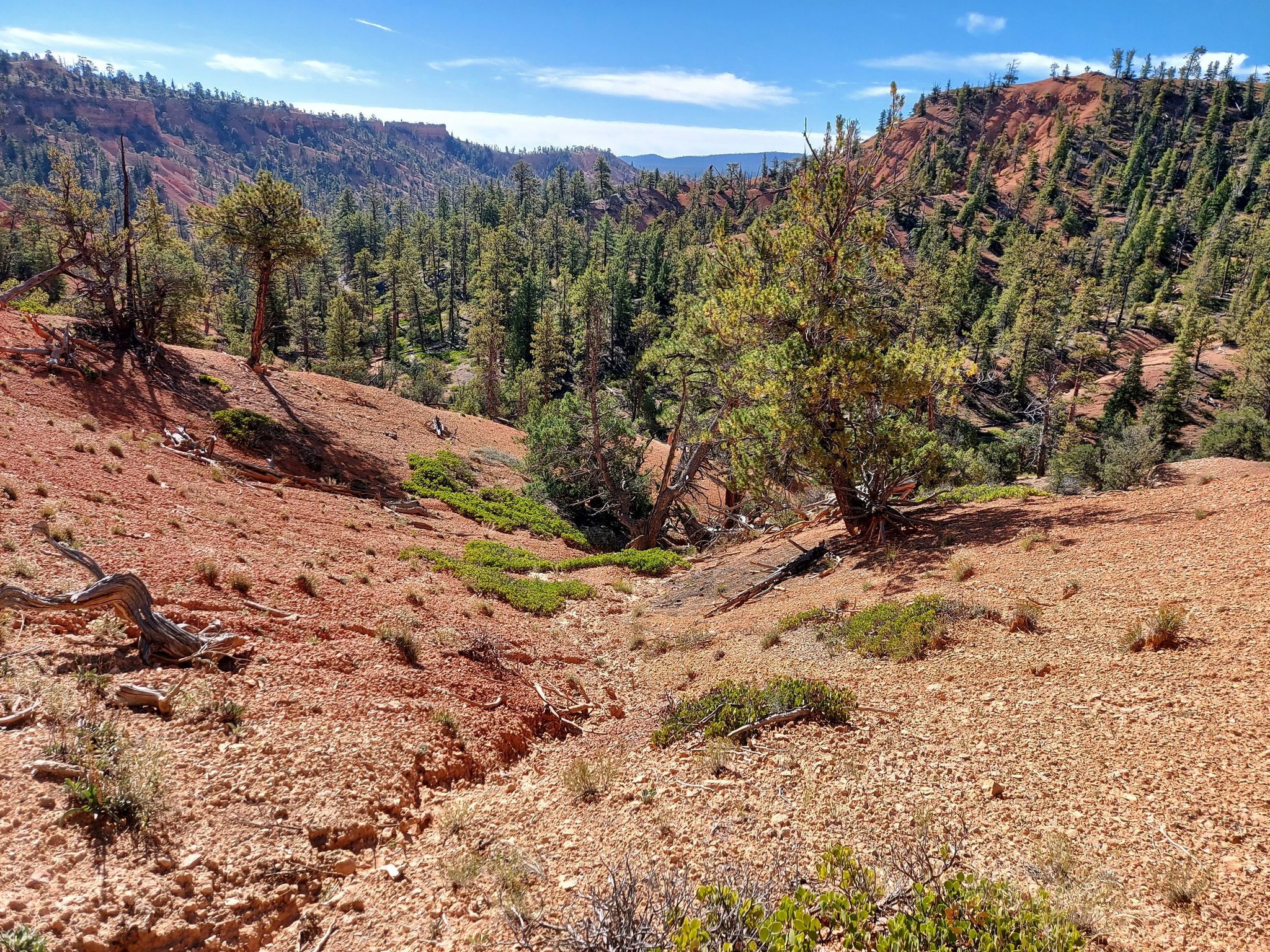 Red dirt hills and green pine trees under a bright blue sky. - Red Canyon Bicycle Trail – Red Canyon Bicycle Trail loop from Black Mountain