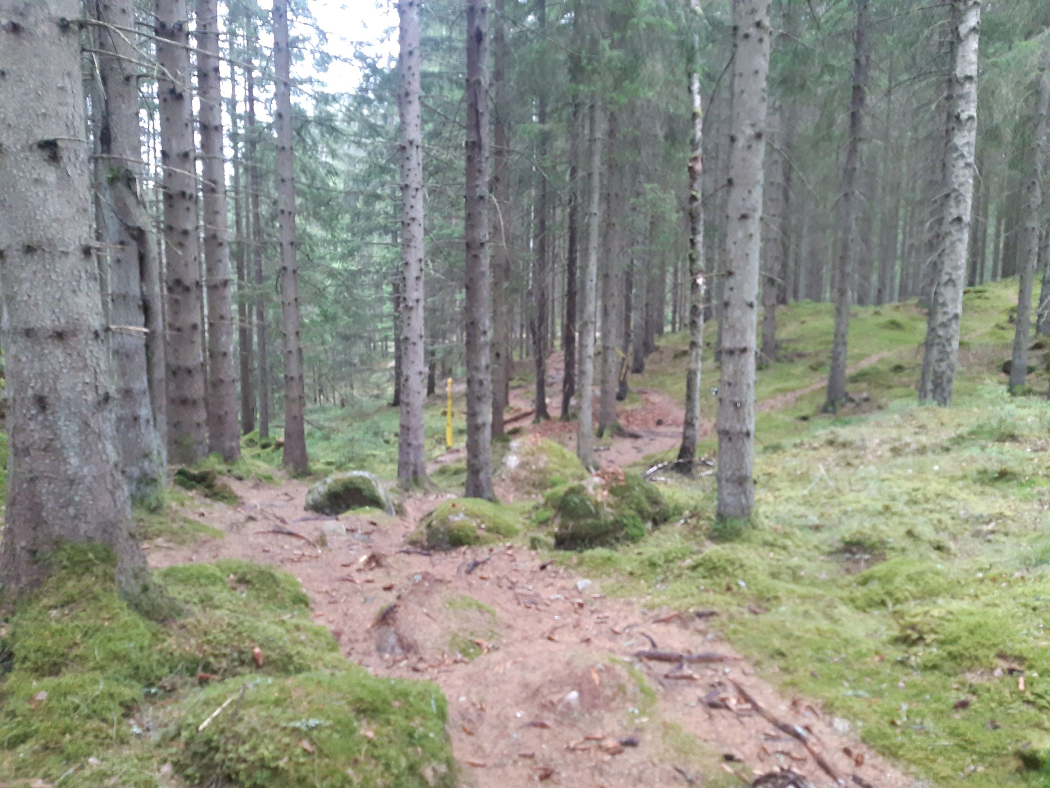 Auf schönen Wegen geht es durch den Wald.