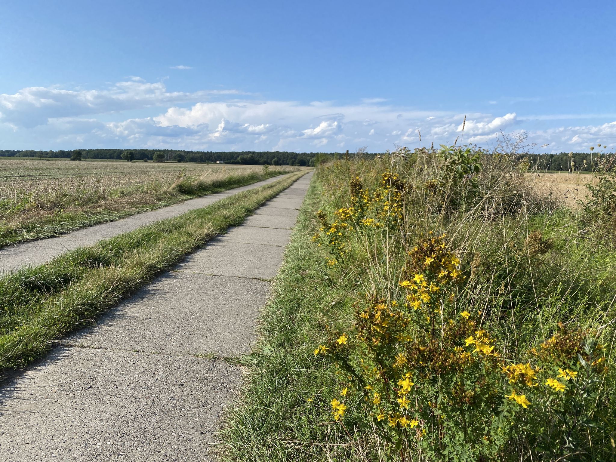 Weg zwischen Bärenklau und Germendorf