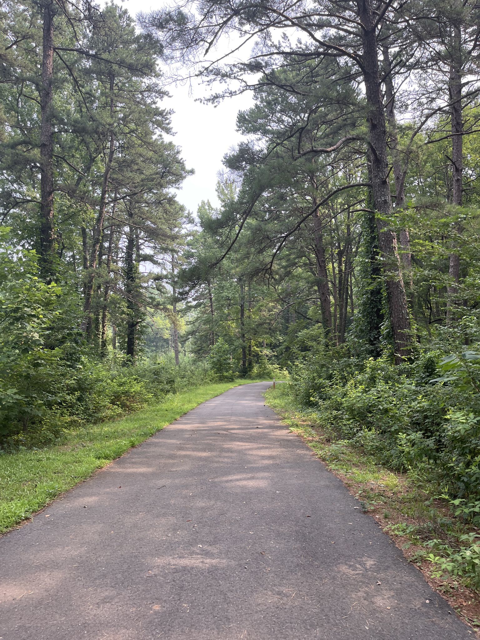 A paved path winds through a dense green forest on a bright day. - Rhodes Jordan Park Trail