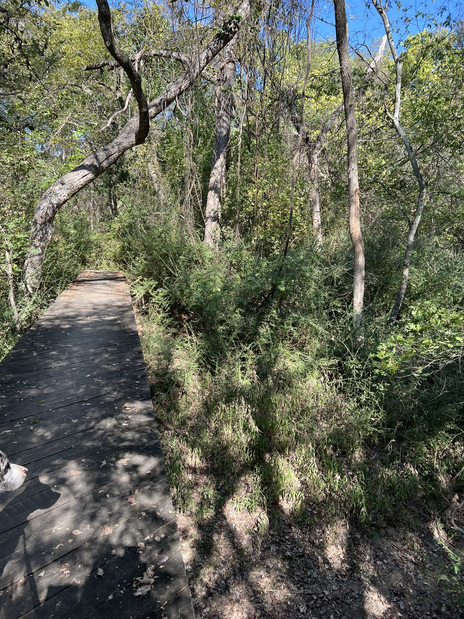 Wooden boardwalk path through lush green forest with dappled sunlight. - Riverbottom Trail Loop